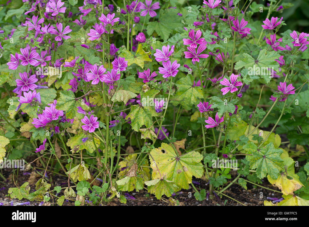 Wilde Malve, Große Käsepappel, Malva sylvestris, Malva silvestris, common mallow, cheeses, high mallow, tall mallow, blue mallow Stock Photo