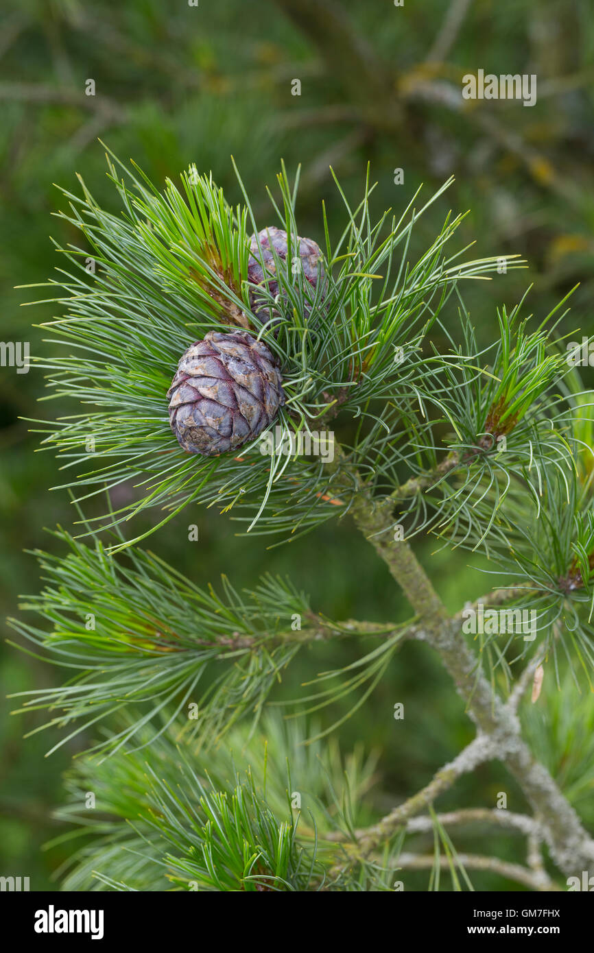 Zirbel-Kiefer, Zirbelkiefer, Zirbel, Arve, Zapfen, Pinus cembra, Arolla Pine, Swiss Stone Pine Stock Photo