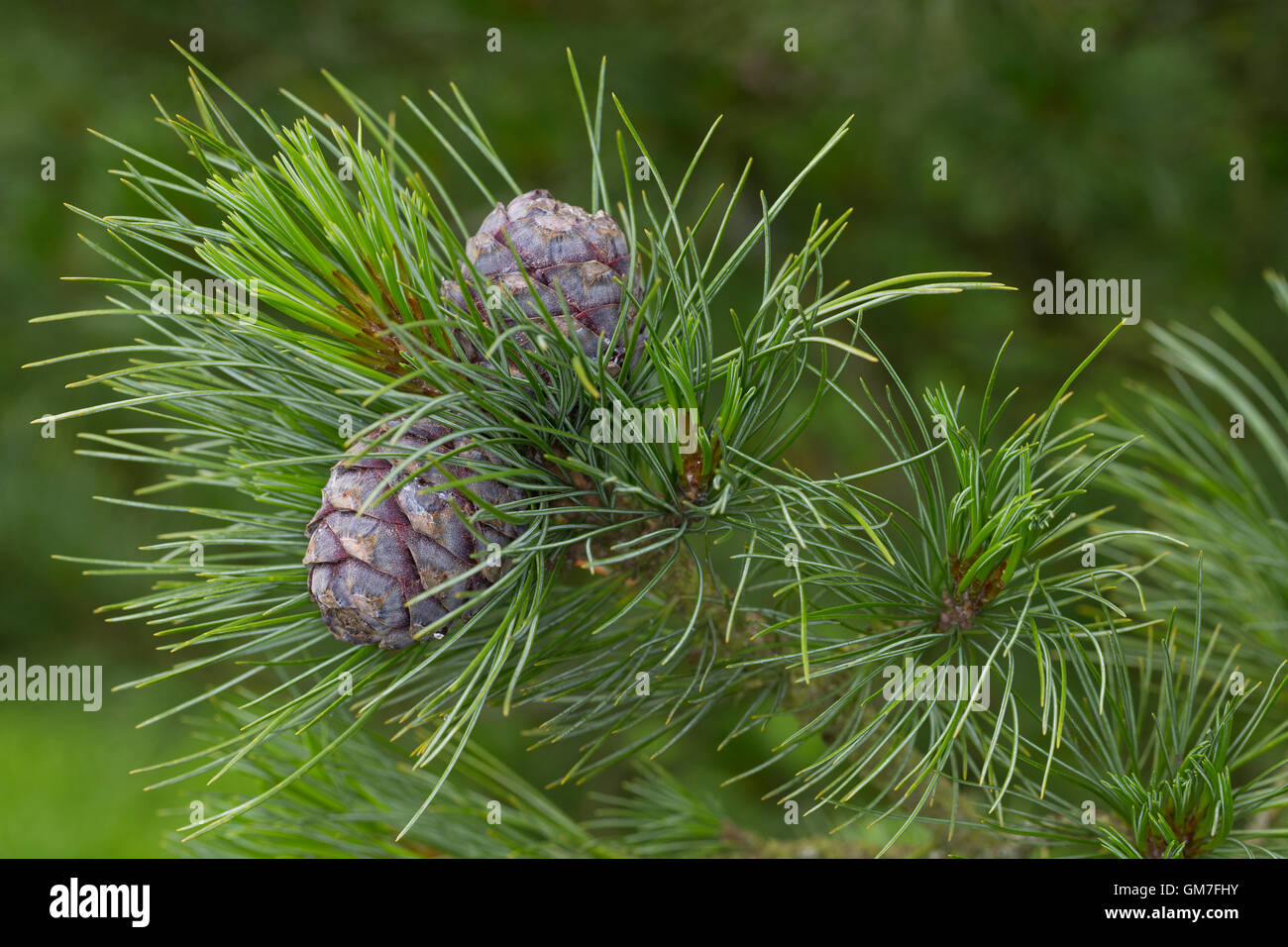 Zirbel-Kiefer, Zirbelkiefer, Zirbel, Arve, Zapfen, Pinus cembra, Arolla Pine, Swiss Stone Pine Stock Photo