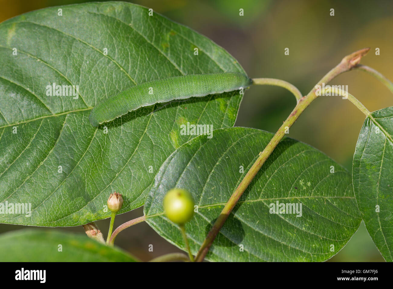 Zitronenfalter, Zitronen-Falter, Raupe frisst an Faulbaum, Gonepteryx rhamni, Raupe sitzt zur Tarnung auf der Mittelrippe des Bl Stock Photo