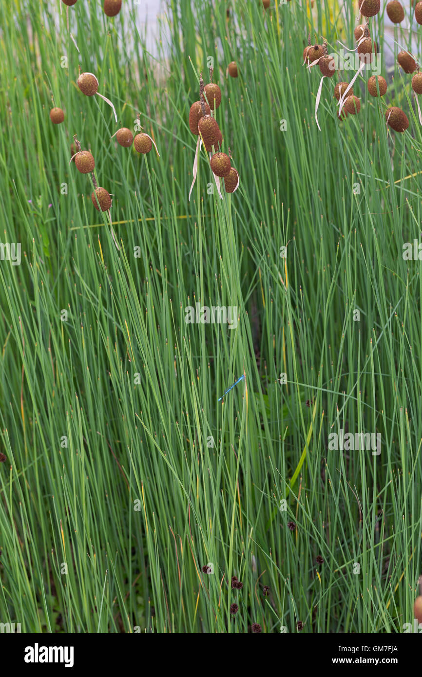 ZwergRohrkolben, Kleiner Rohrkolben, Zwergrohrkolben, Typha minima
