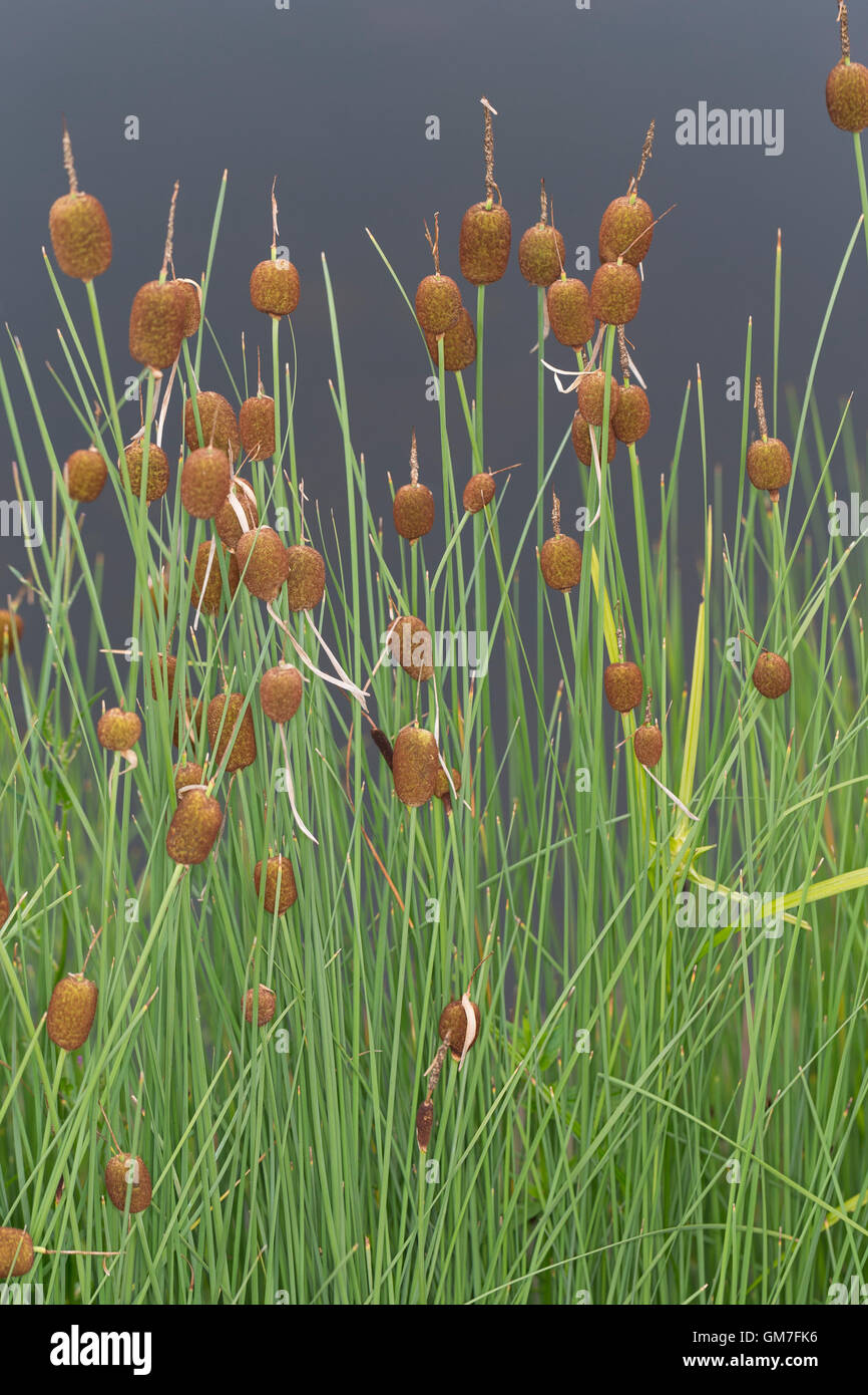 Zwergrohrkolben Typha minima Teichpflanzen Teichpflanze Sumpfpflanze 