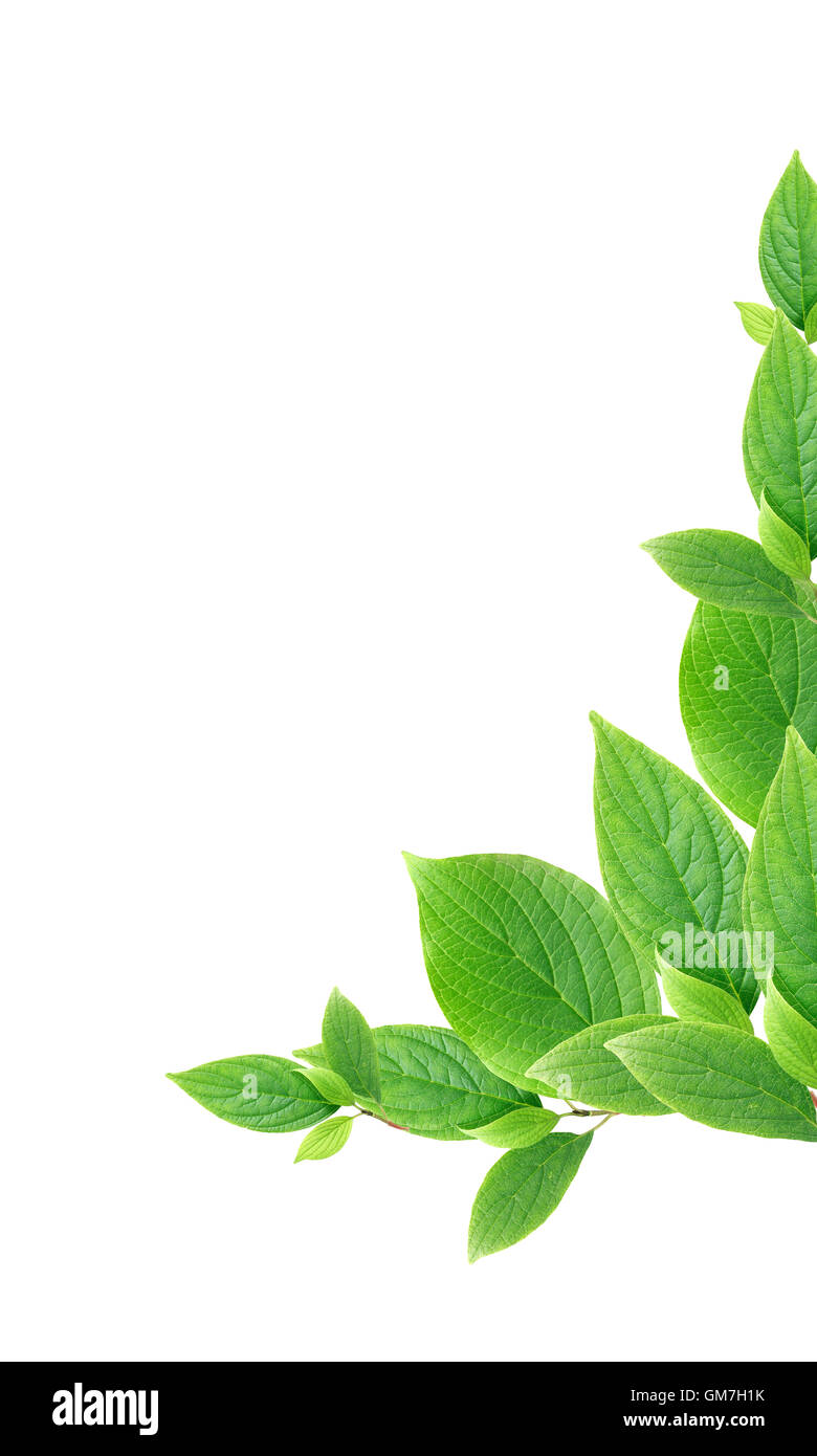 Green Leaves Border Stock Photo - Alamy