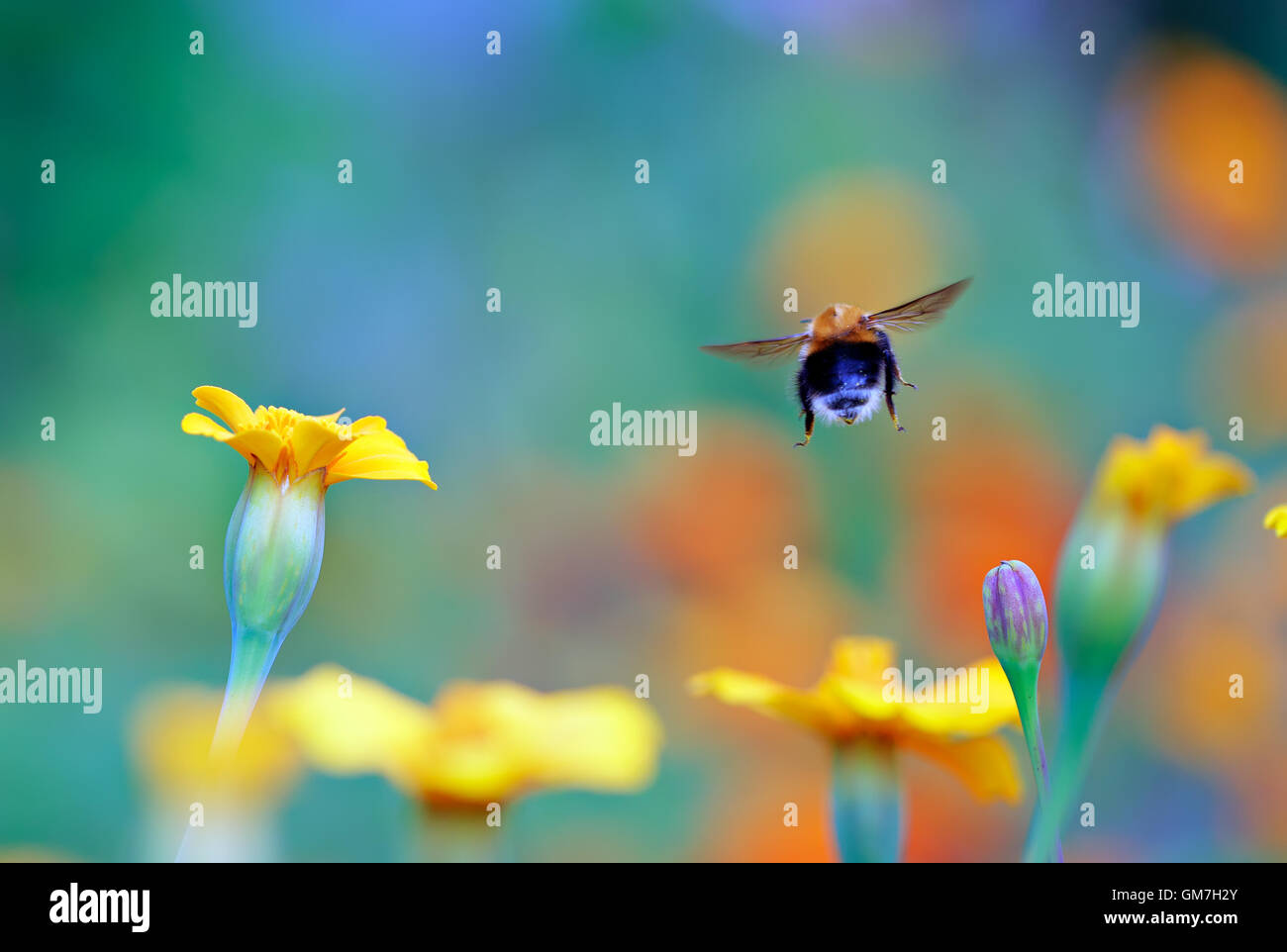 Flight of a Bumble Bee Stock Photo