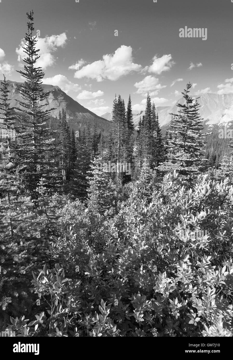 Canadian rockies forest Black and White Stock Photos & Images - Alamy