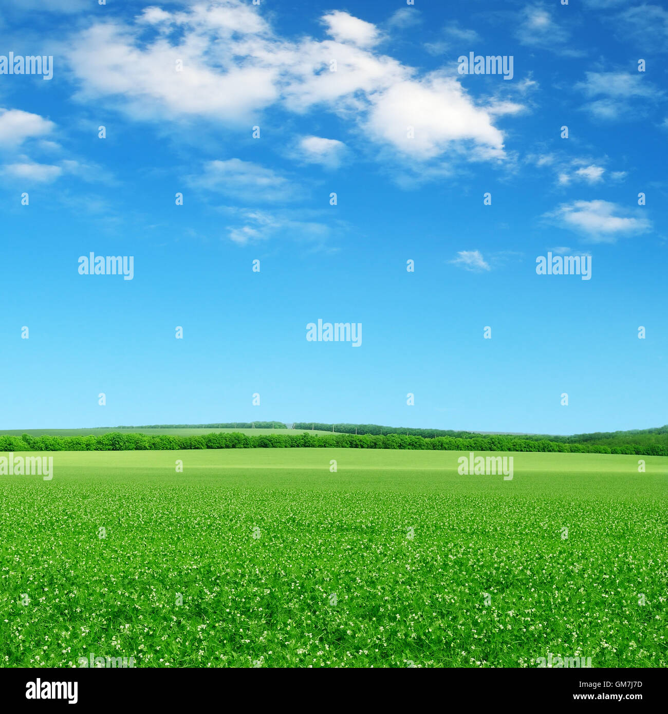 green field and blue sky with light clouds Stock Photo - Alamy