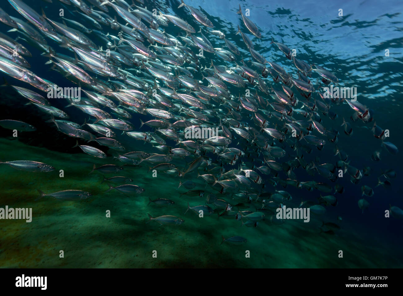 Striped mackerel feeding in the Red Sea Stock Photo Alamy