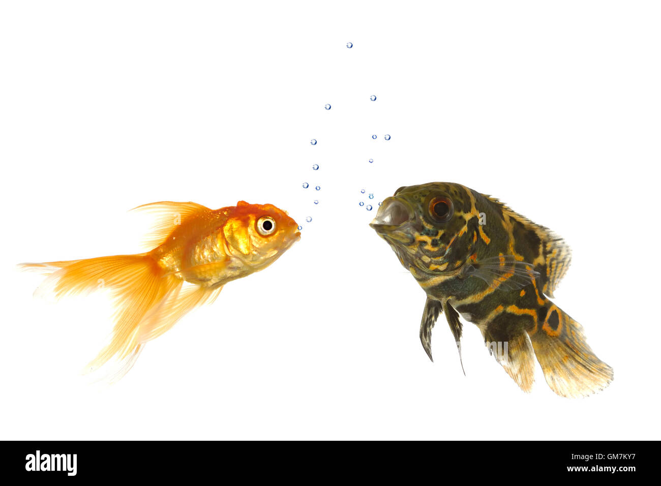 Goldfish and tiger oscar fish Stock Photo