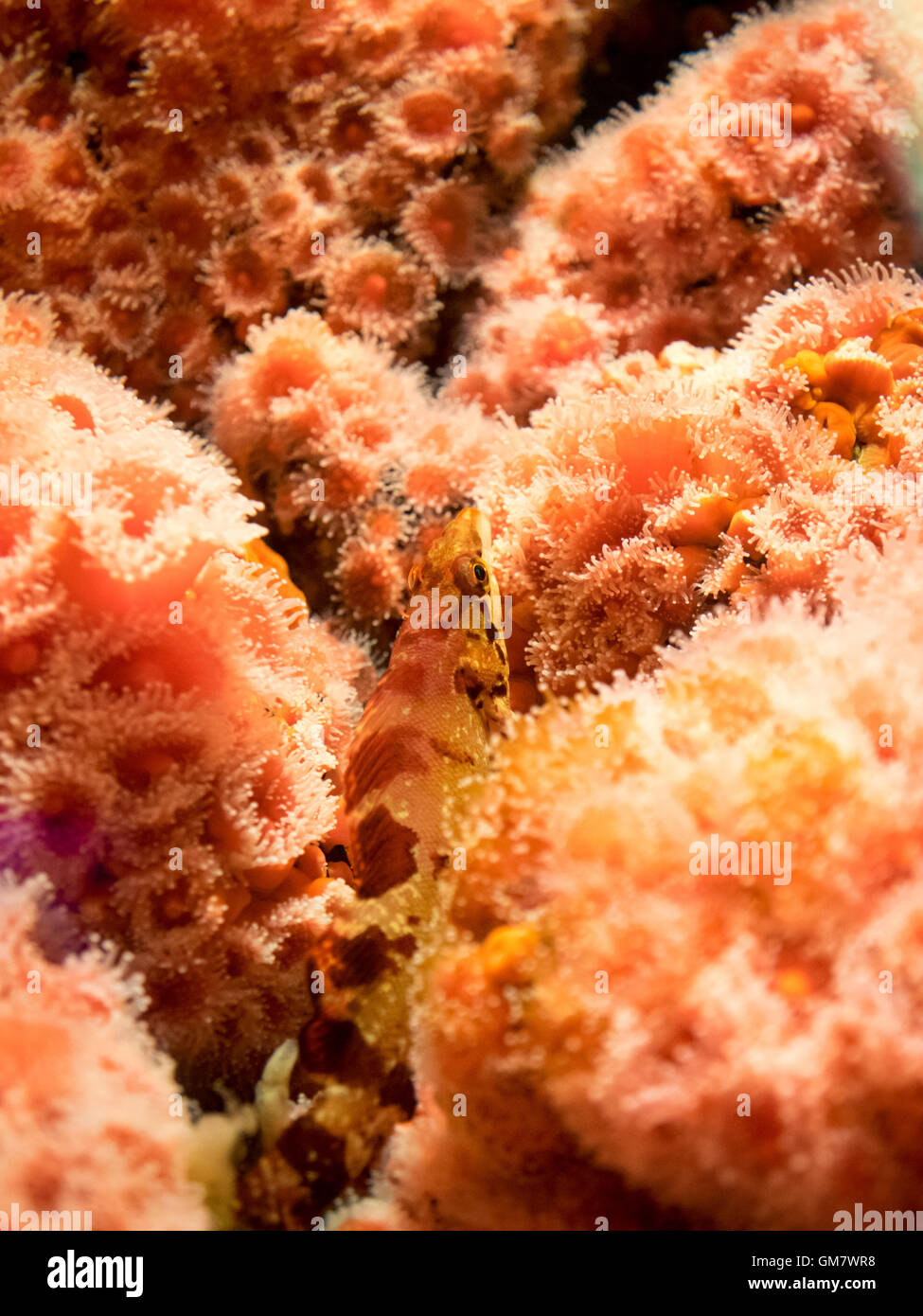 A rockfish is camouflaged in strawberry anemone (Corynactis californica) at the Vancouver Aquarium. Stock Photo