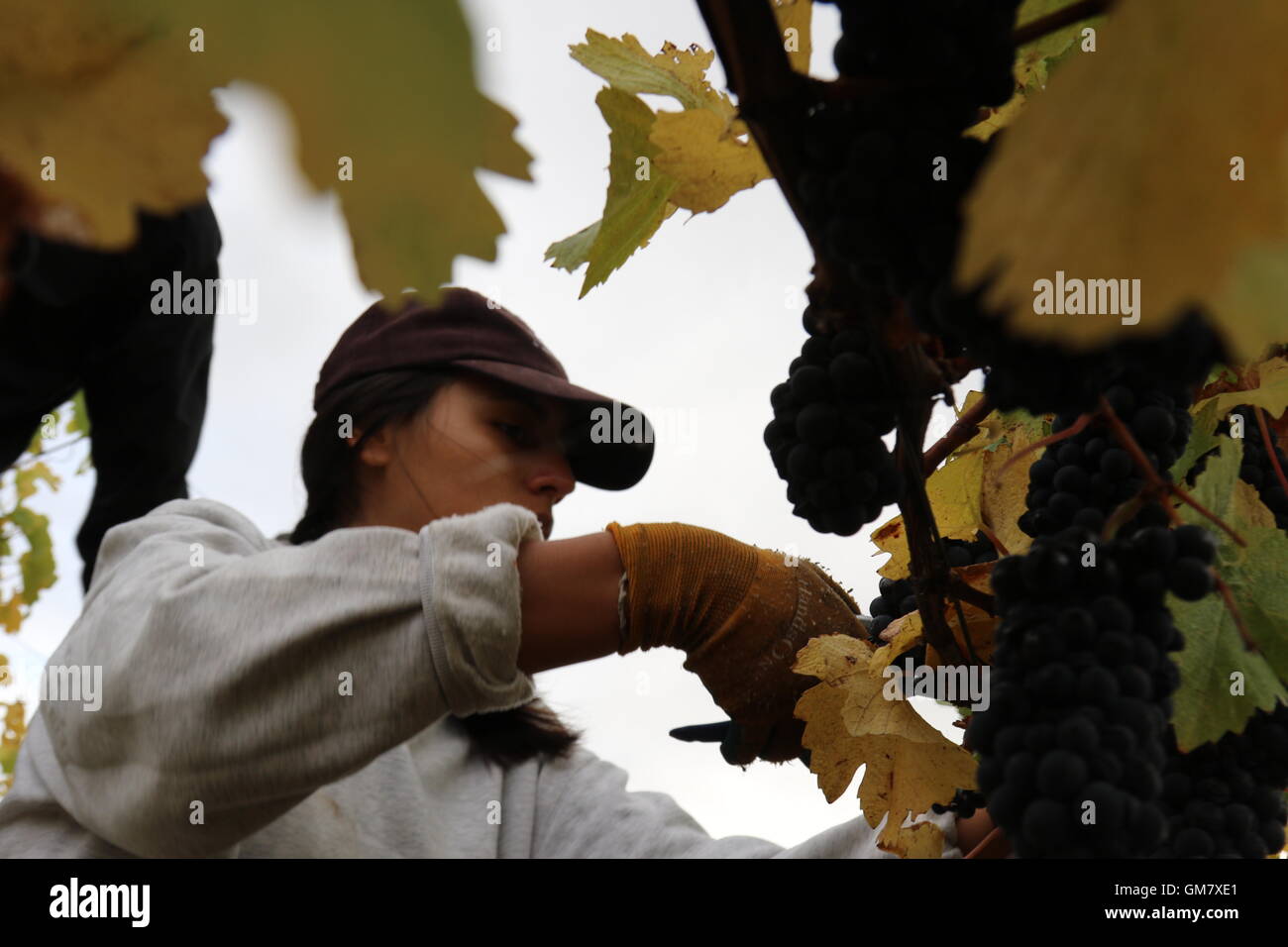 Female grape picker at Escarpment Vineyard, Martinborough, New Zealand Stock Photo