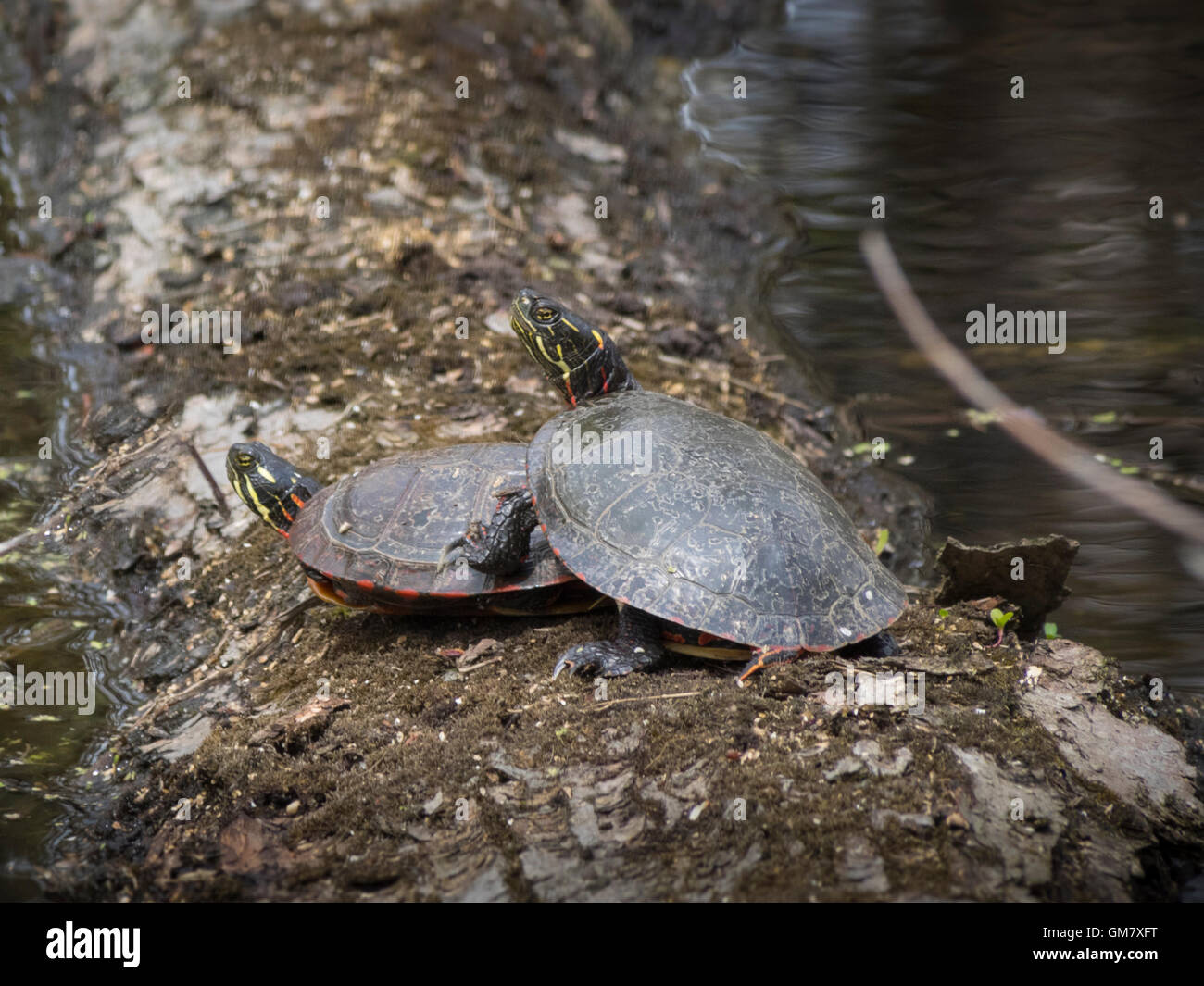 Painted Turtles Mating Stock Photo Alamy,Dairy Free Cake Recipe Without Eggs