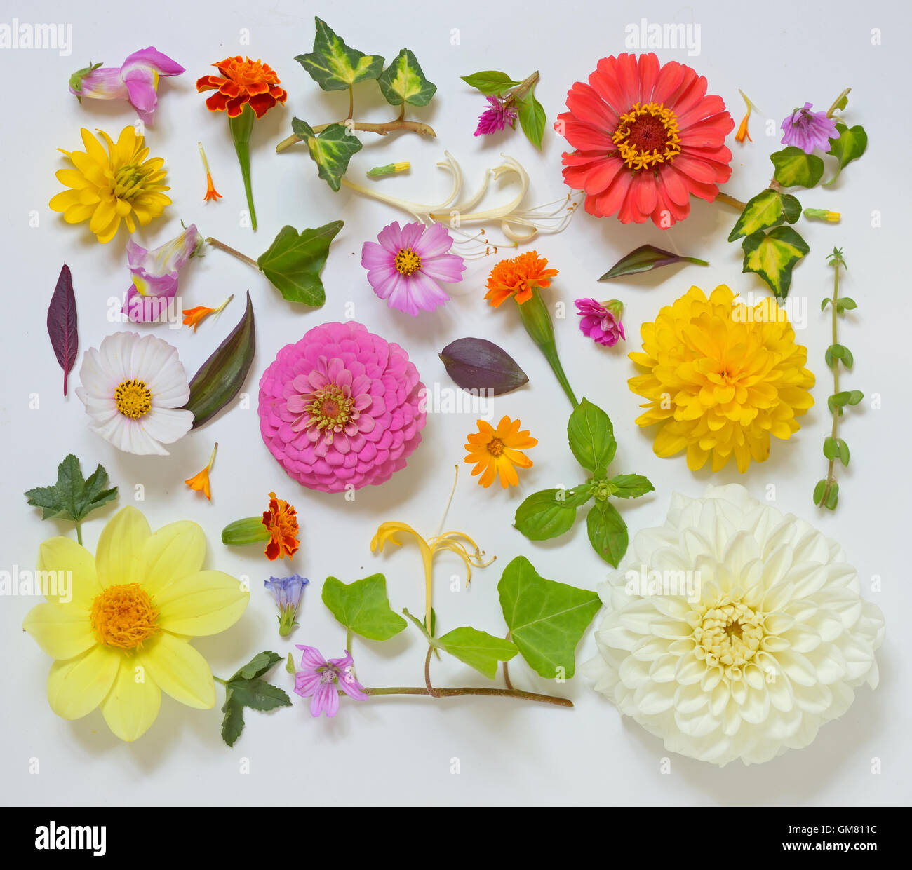 Selection of Various Flowers Isolated on White Background Stock Photo
