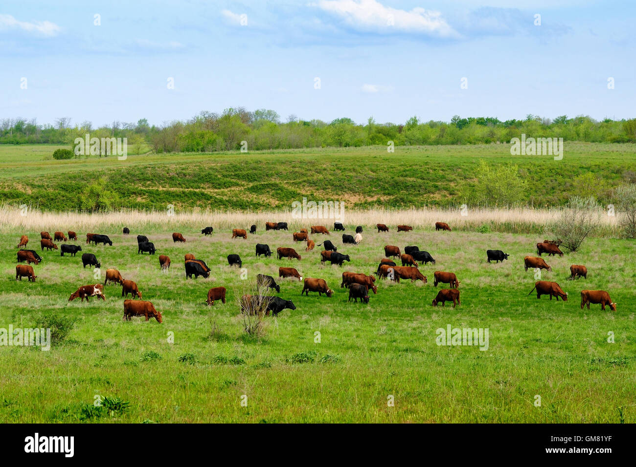 Cows grazing on green meadow Stock Photo - Alamy