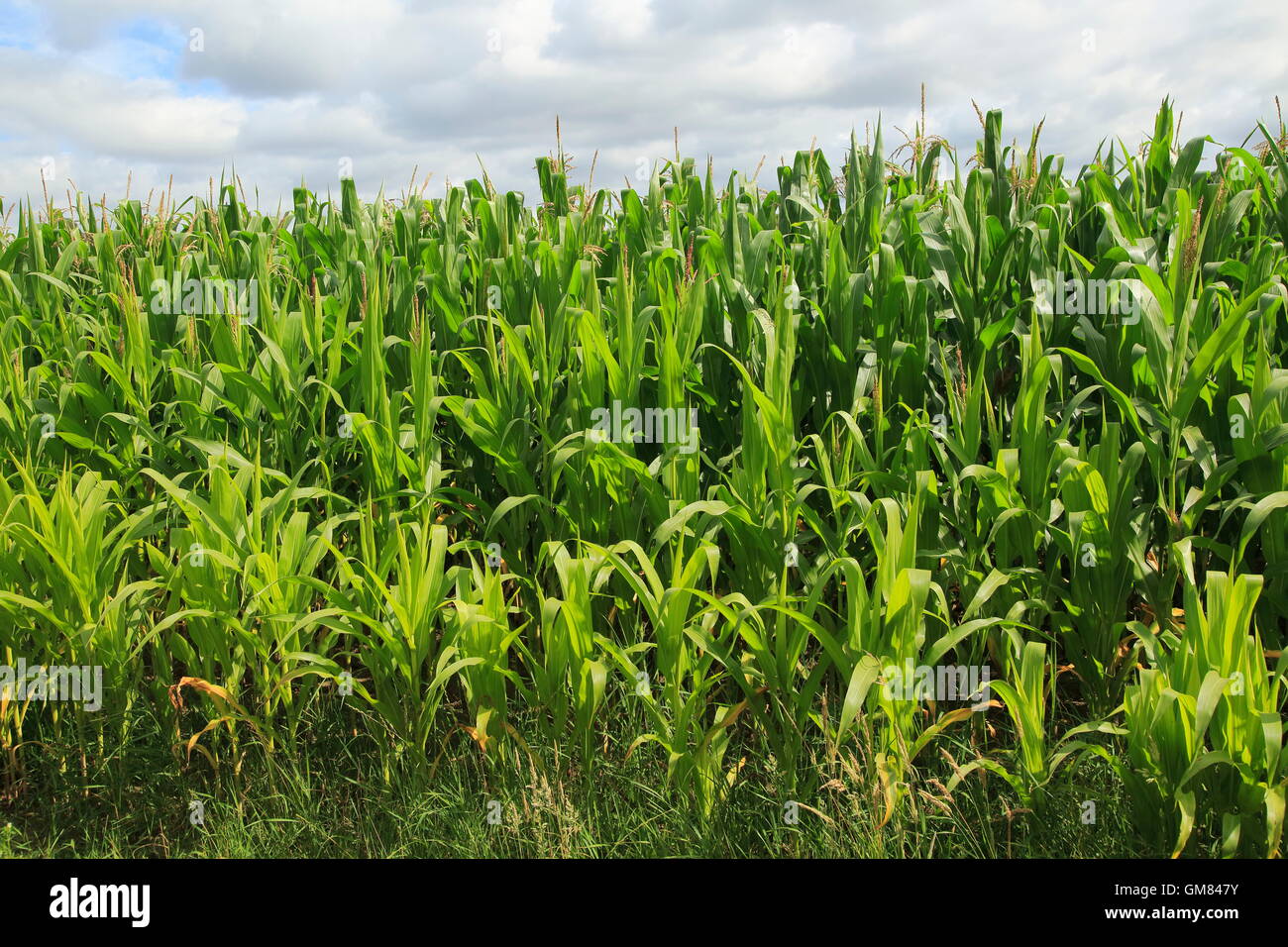 Maize sweet corn, corn on the cob, growing in field, Shottisham