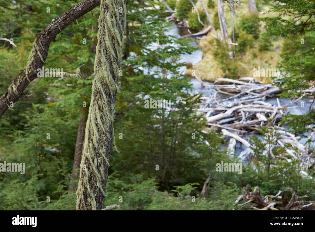 Historic ancient forest in the Cape Horn Biosphere Reserve Stock Photo