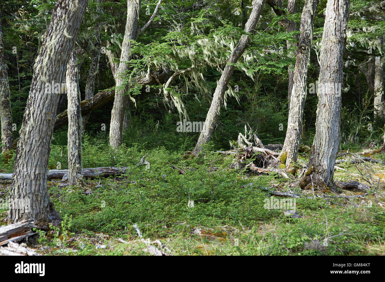 Historic ancient forest in the Cape Horn Biosphere Reserve Stock Photo
