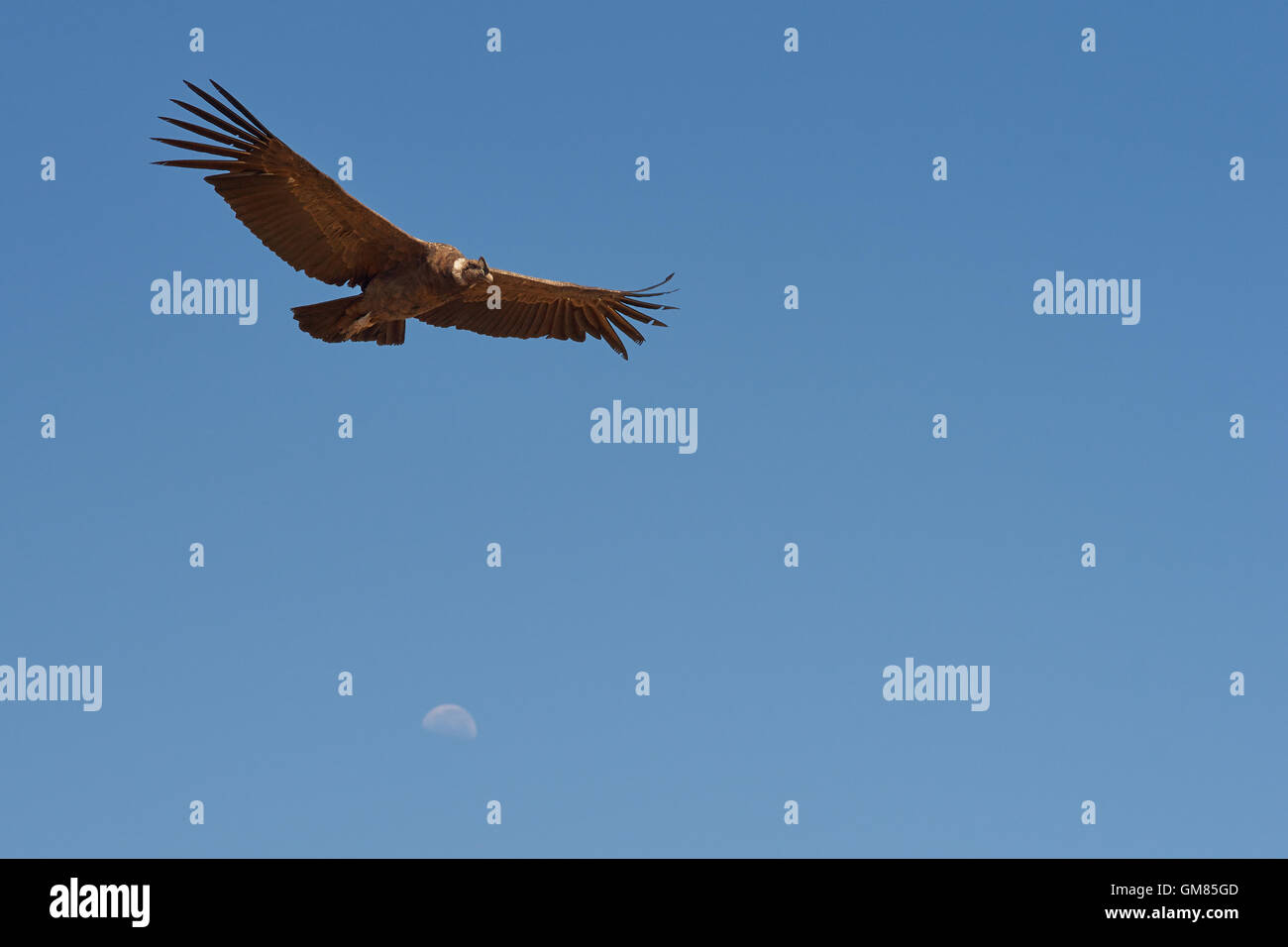 Wild Andean Condor (Condor Vultur gryphus) flying against a blue sky in