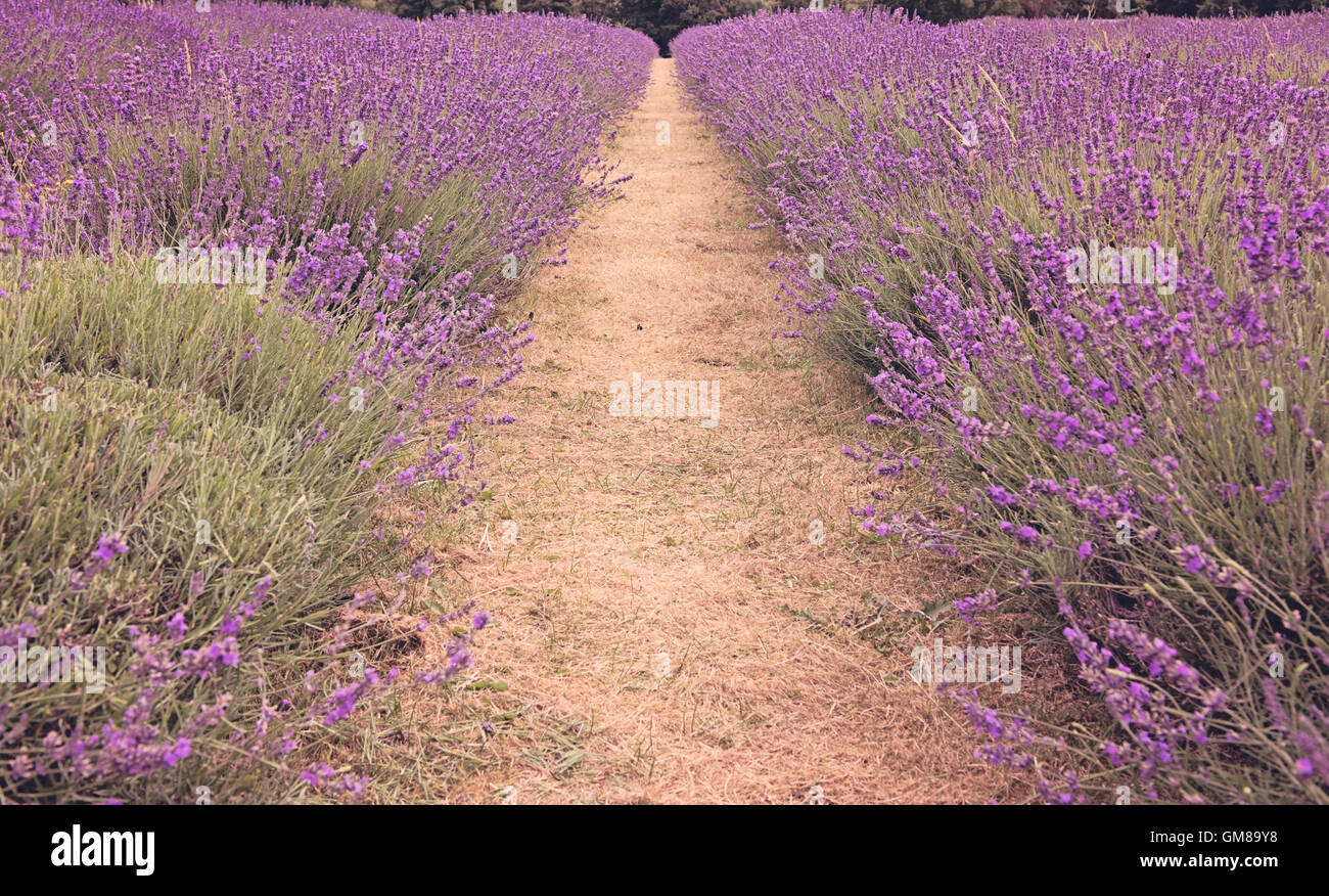 Mayfield Lavender Fields purple row rows symmetry in nature garden path in Surrey, England Stock Photo