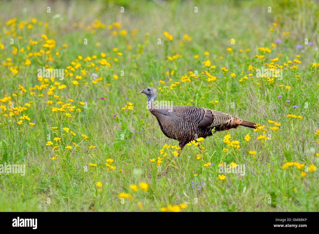 Wild Turkey (Meleagris gallopavo), Willow City, Texas, USA Stock Photo