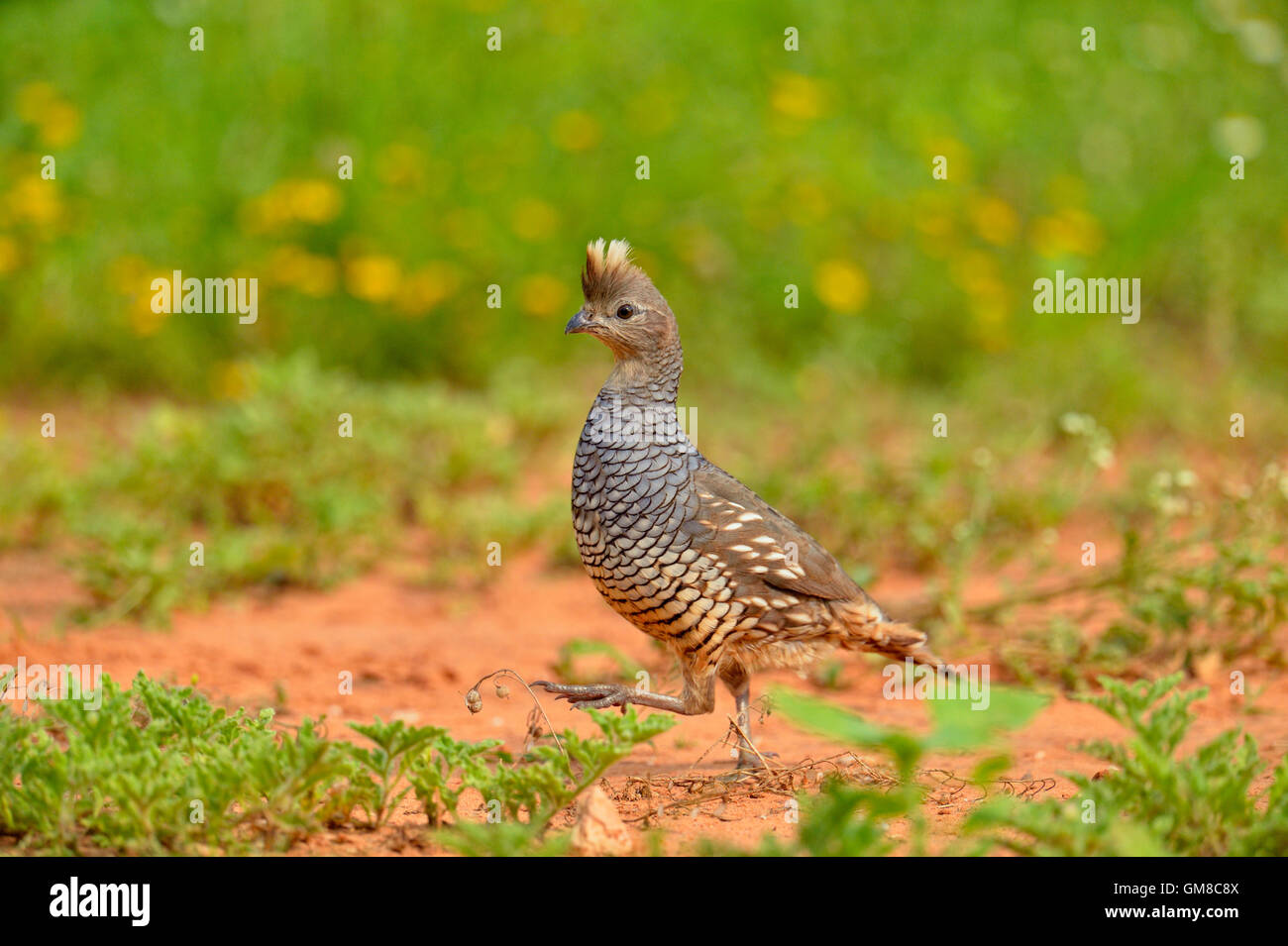 Scaled quail (Callipepla squamata), Rio Grande City, Texas, USA Stock Photo