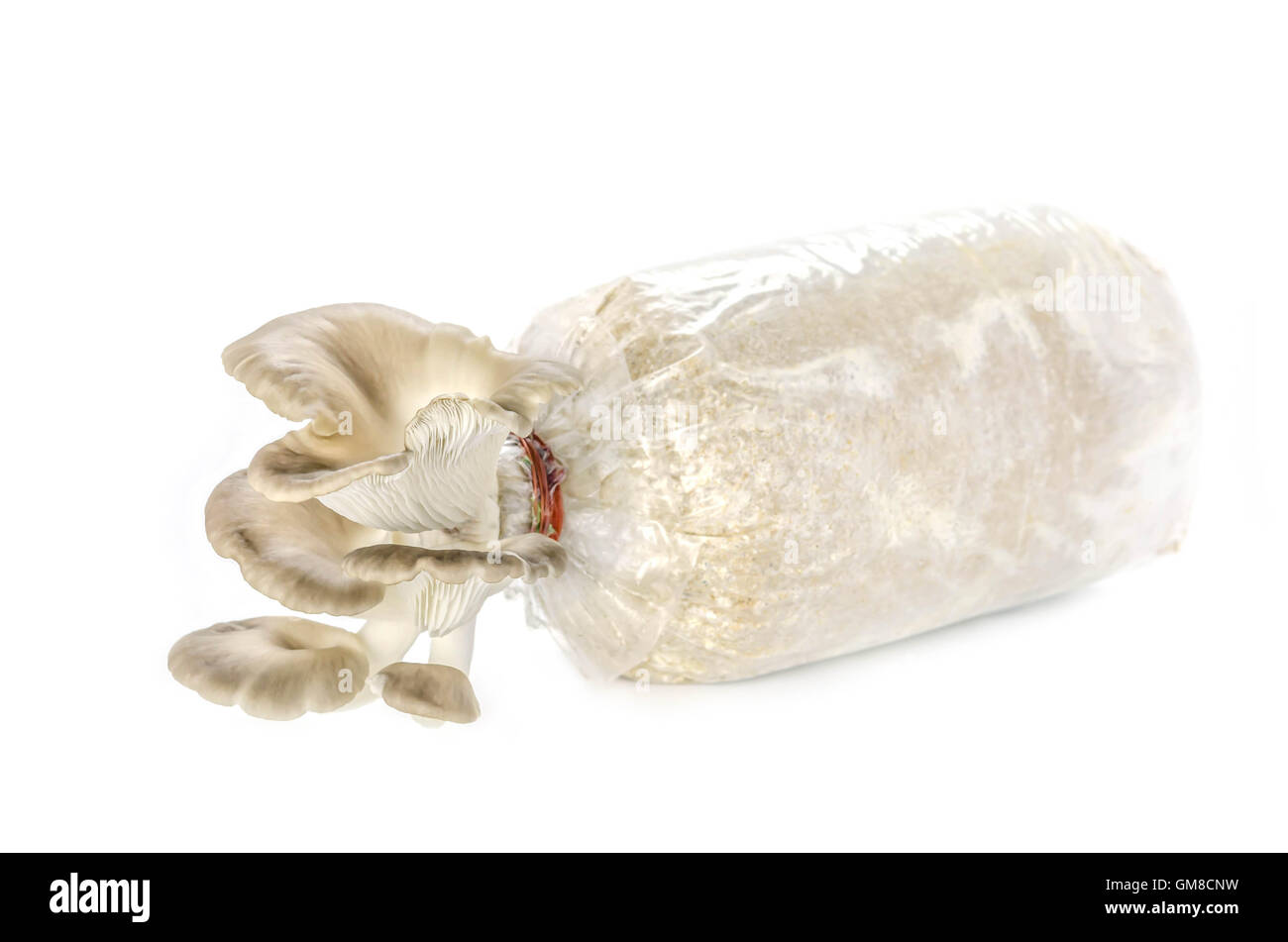 Oyster mushrooms on the plastic bag with mycelium and substrate