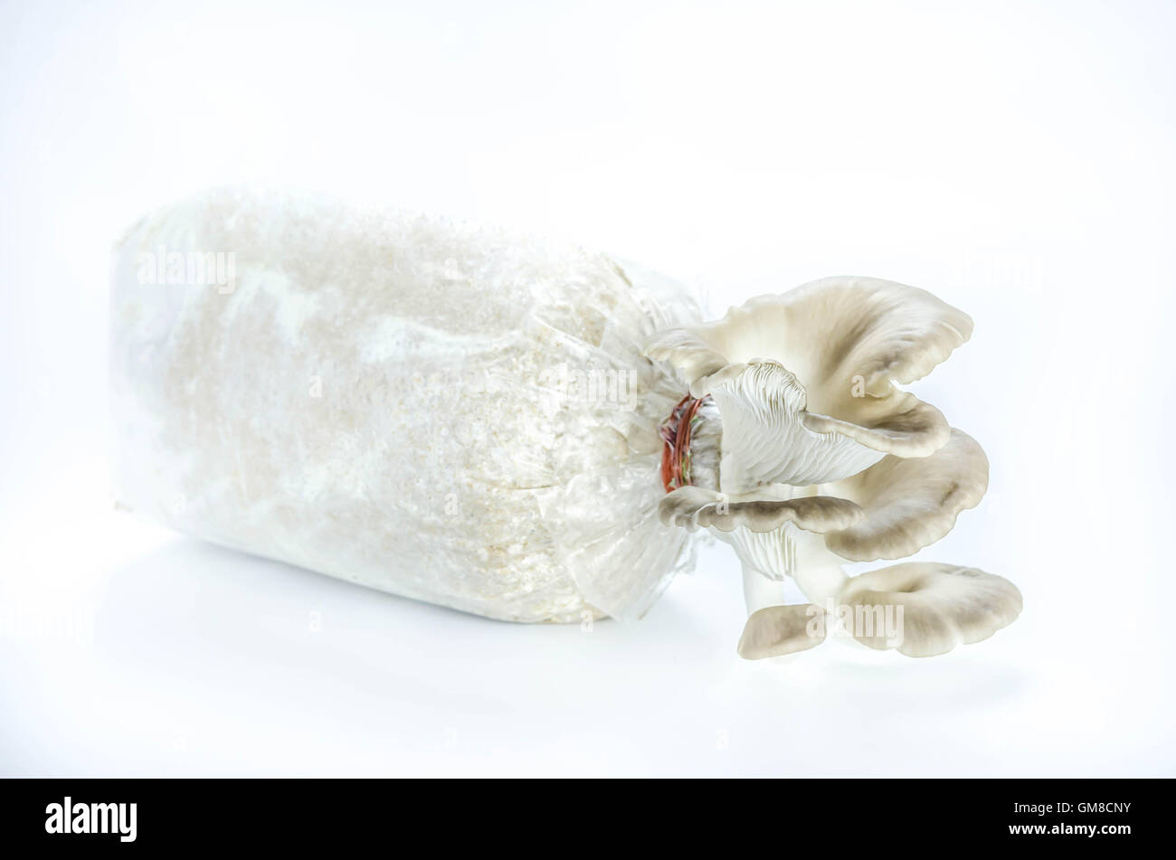 Oyster mushrooms on the plastic bag with mycelium and substrate , selective focus Stock Photo