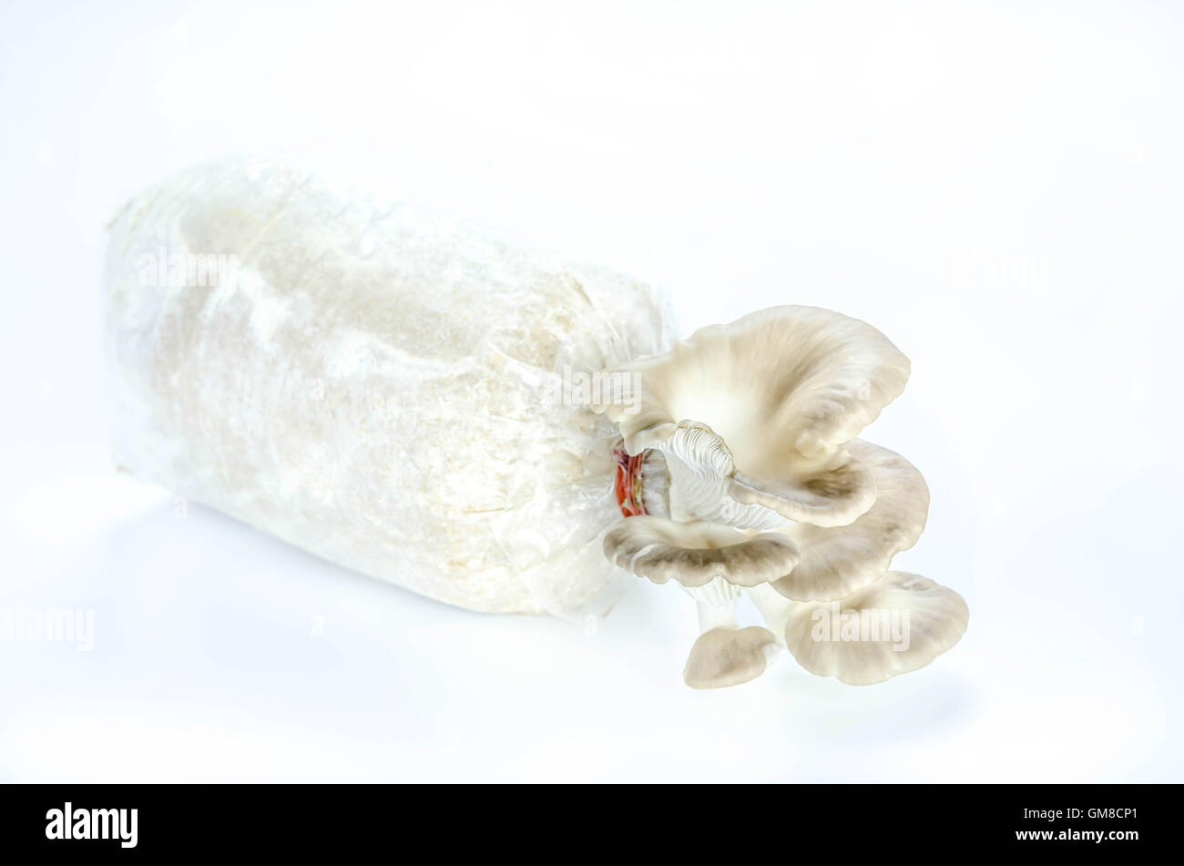 Oyster mushrooms on the plastic bag with mycelium and substrate , selective focus Stock Photo