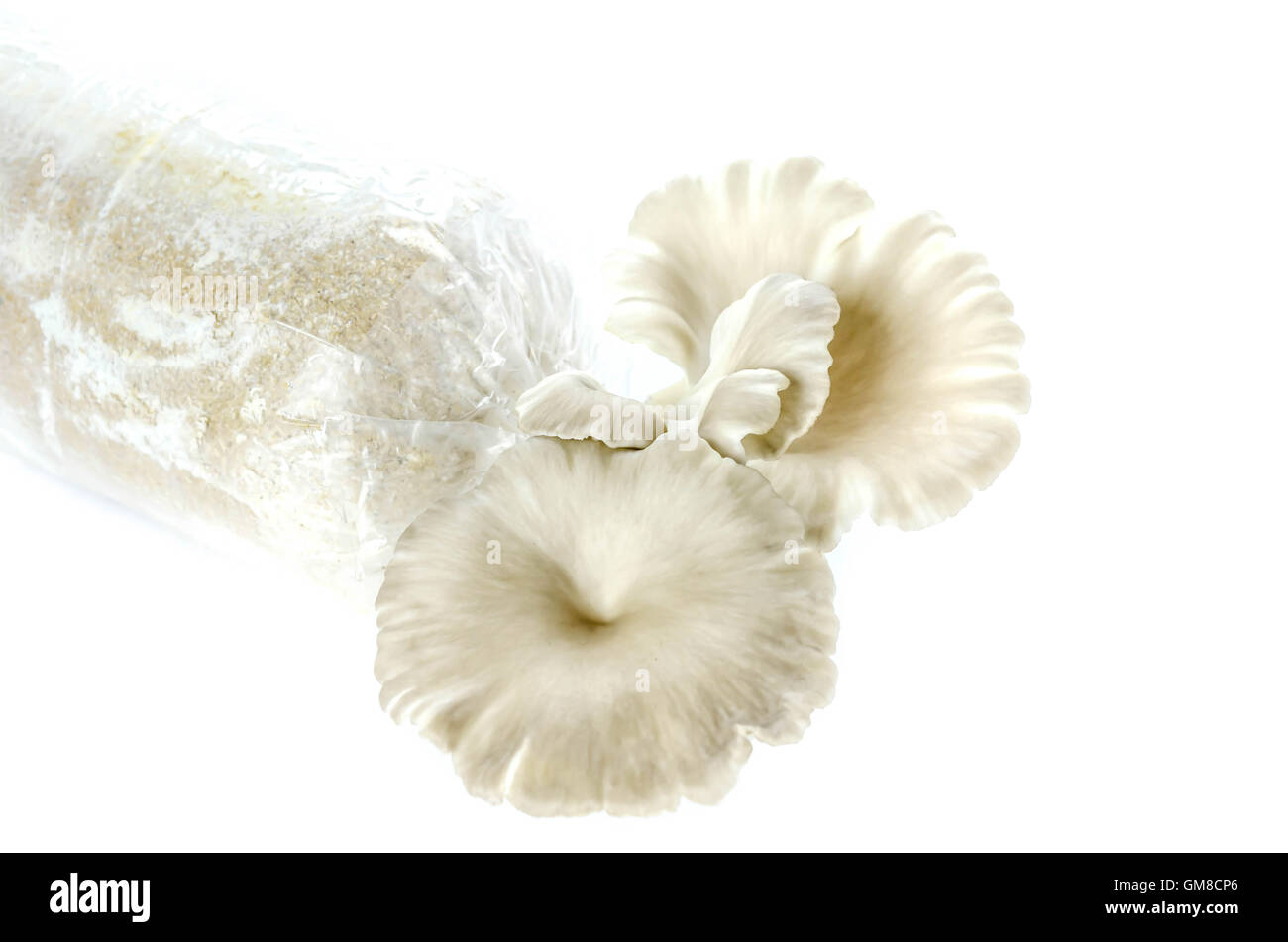 Oyster mushrooms on the plastic bag with mycelium and substrate , selective focus Stock Photo