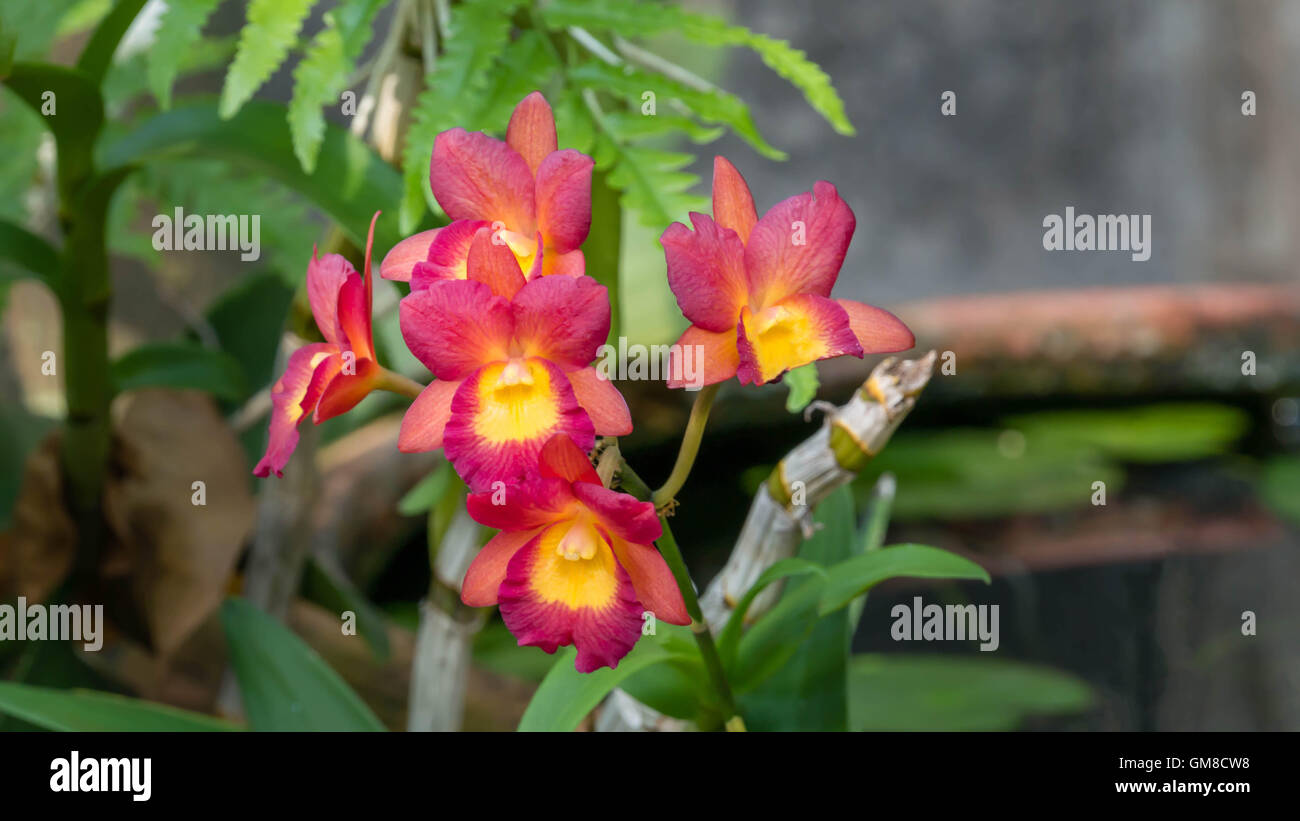 Beautiful orchid garden up close hires stock photography and images Alamy