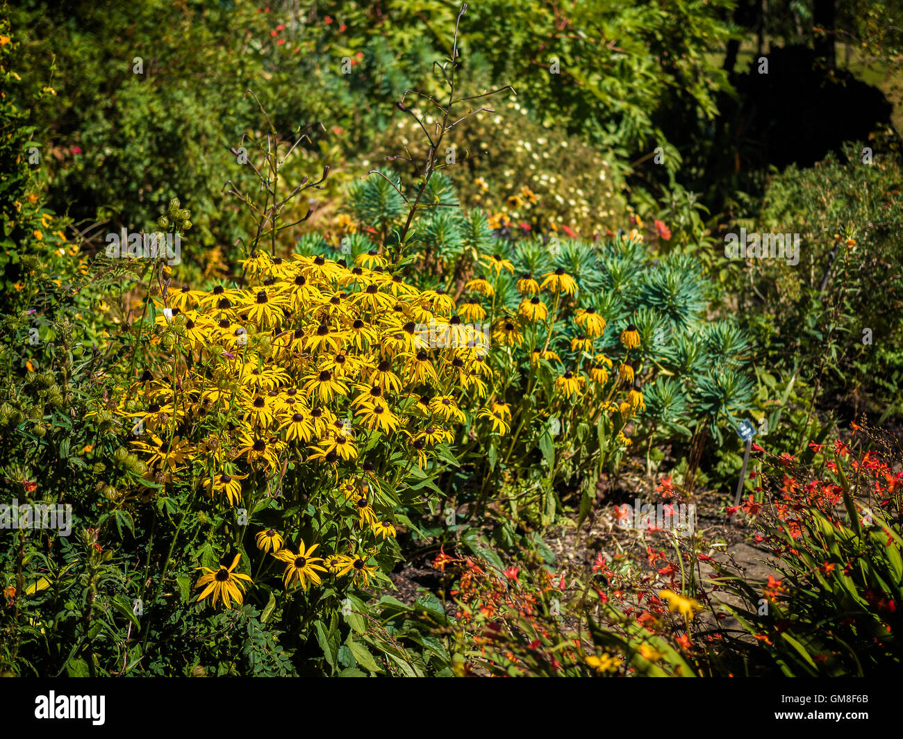 Black-eyed Susan flowers in an English country garden Stock Photo - Alamy