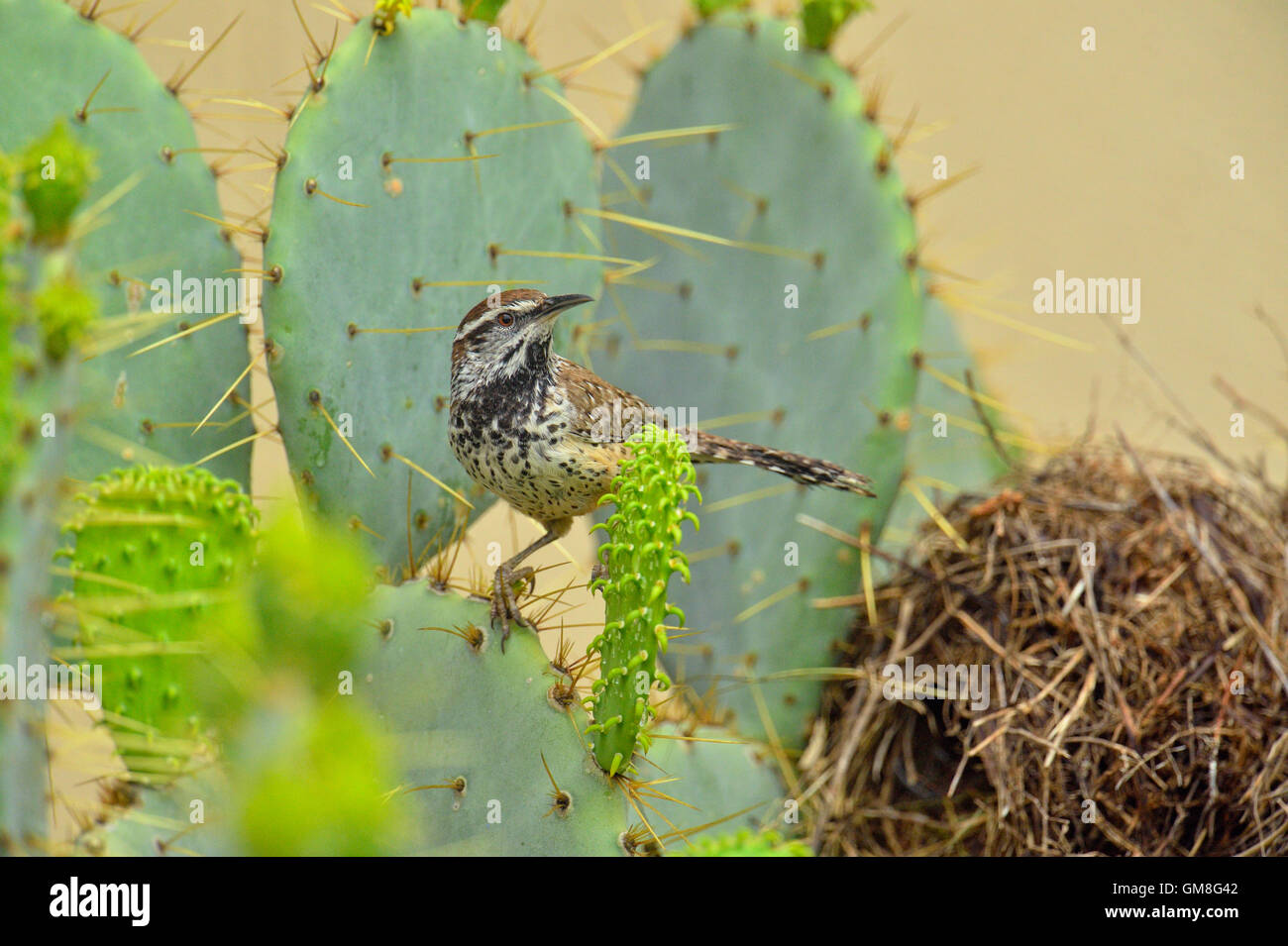 Cactus wren (Campylorhynchus brunneicapillus) at nest constructed in cactus, Rio Grande City, Texas, USA Stock Photo