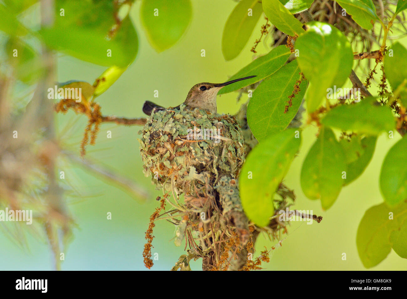 Black-chinned hummingbird (Archilochus alexandri) Incubating eggs in a nest in an oak tree, Turkey Bend LCRA, Texas, USA Stock Photo