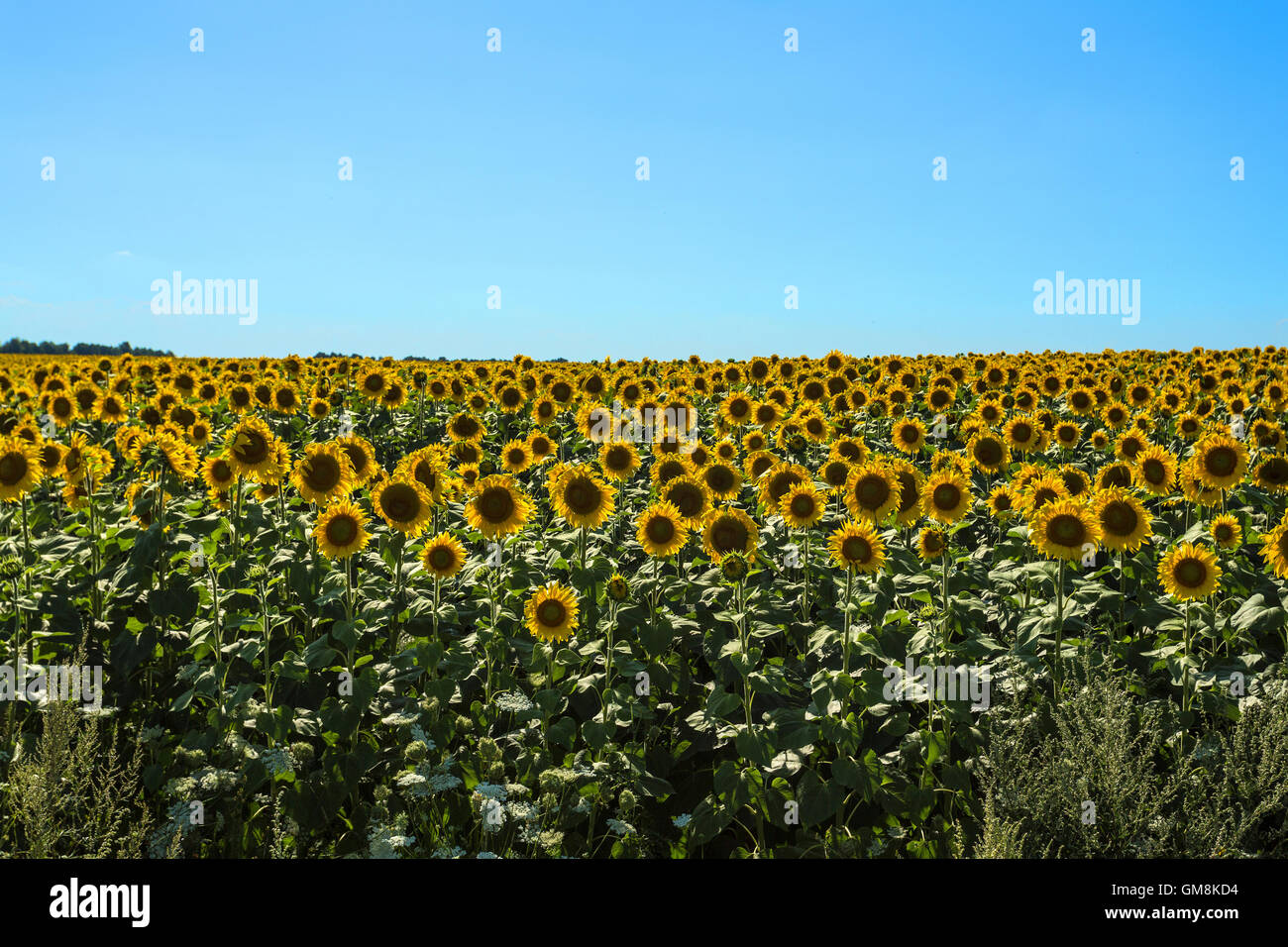 Sunflowers on blue sky Stock Photo