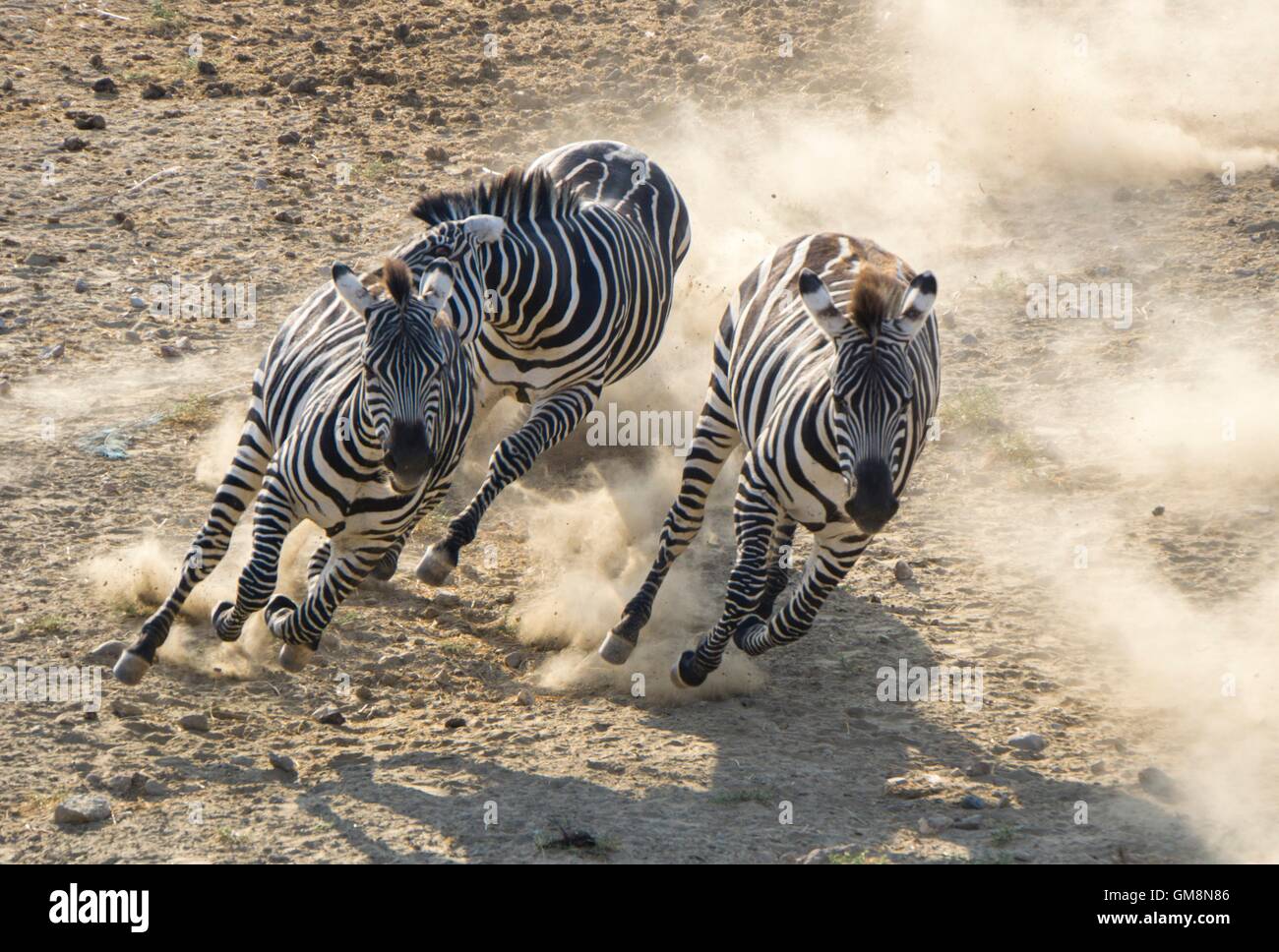 running zebras Stock Photo
