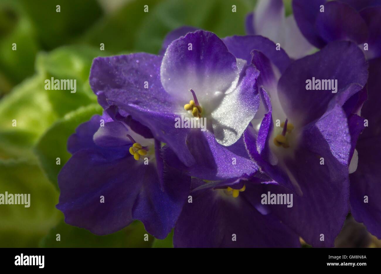 close up image of violet flower Stock Photo