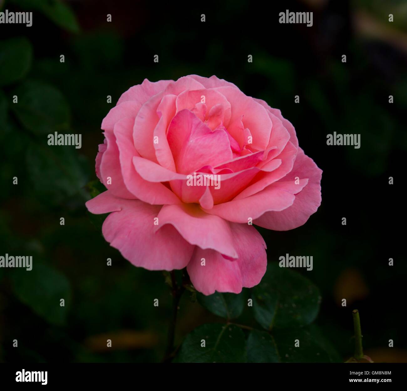 close up image of a pink rose Stock Photo