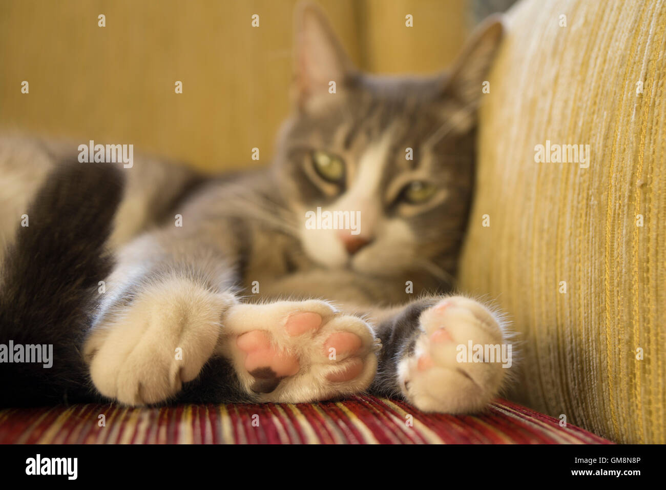 cat picture with paws in focus Stock Photo