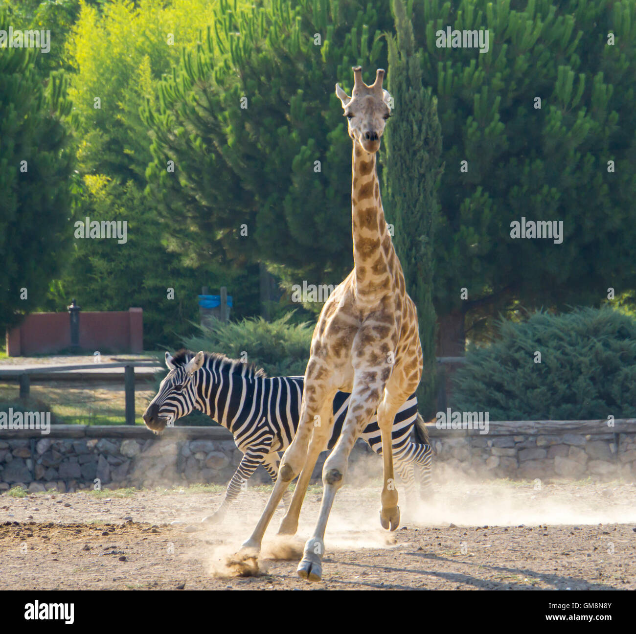 galloping giraffe Stock Photo
