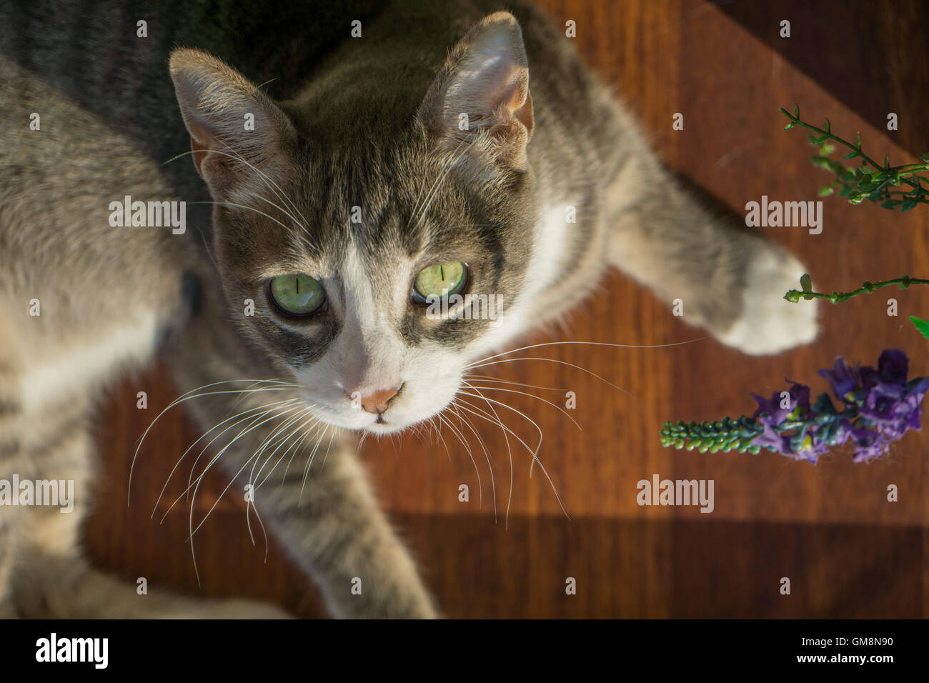 cat picture with a vertical pov Stock Photo