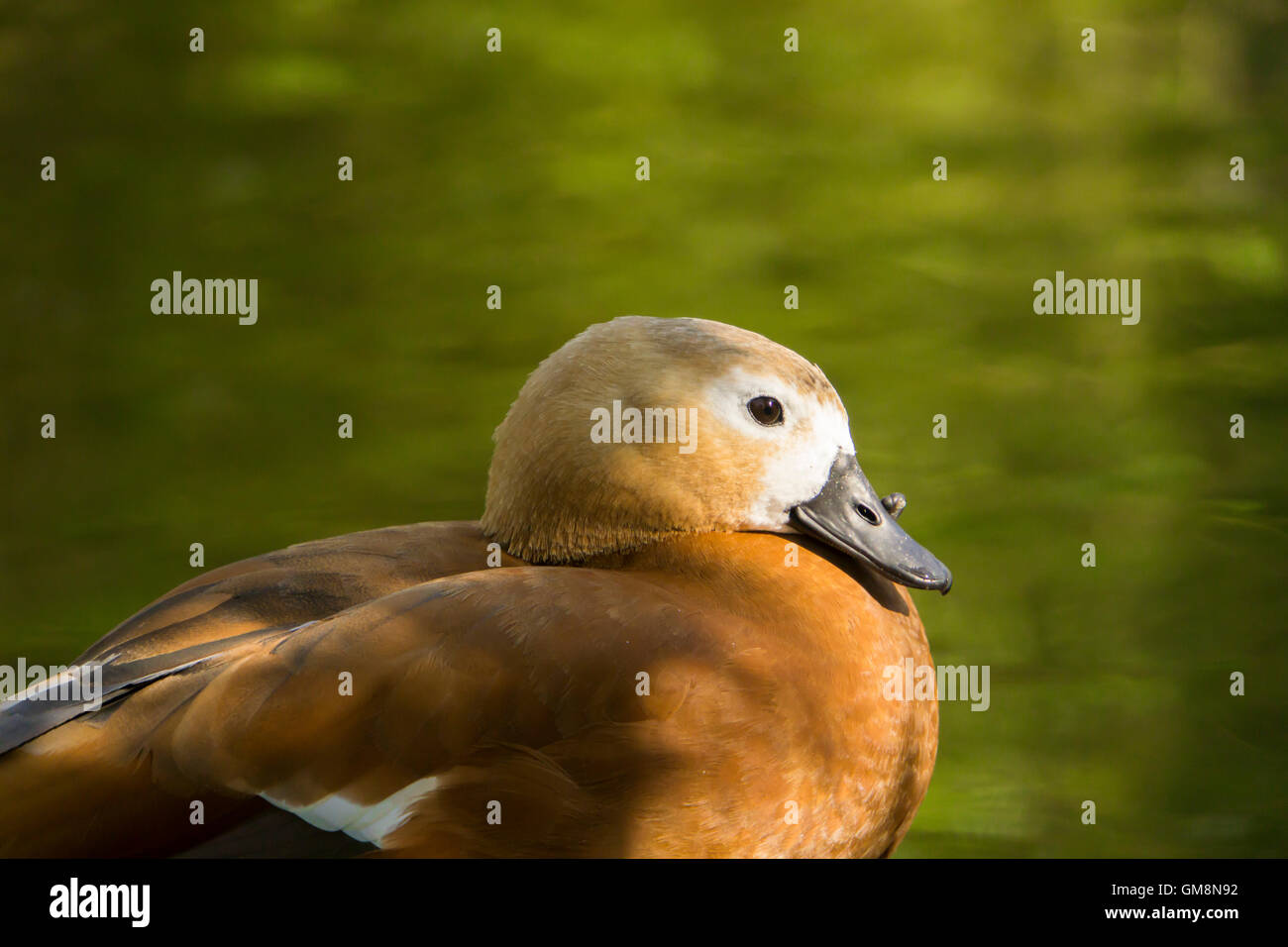 close up view of a brown duck Stock Photo