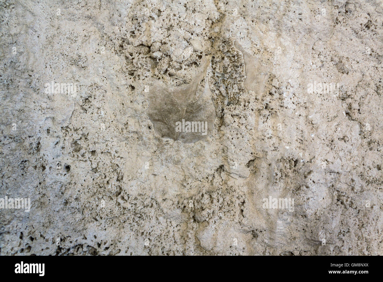 The Imprint leaf on cement floor background Stock Photo