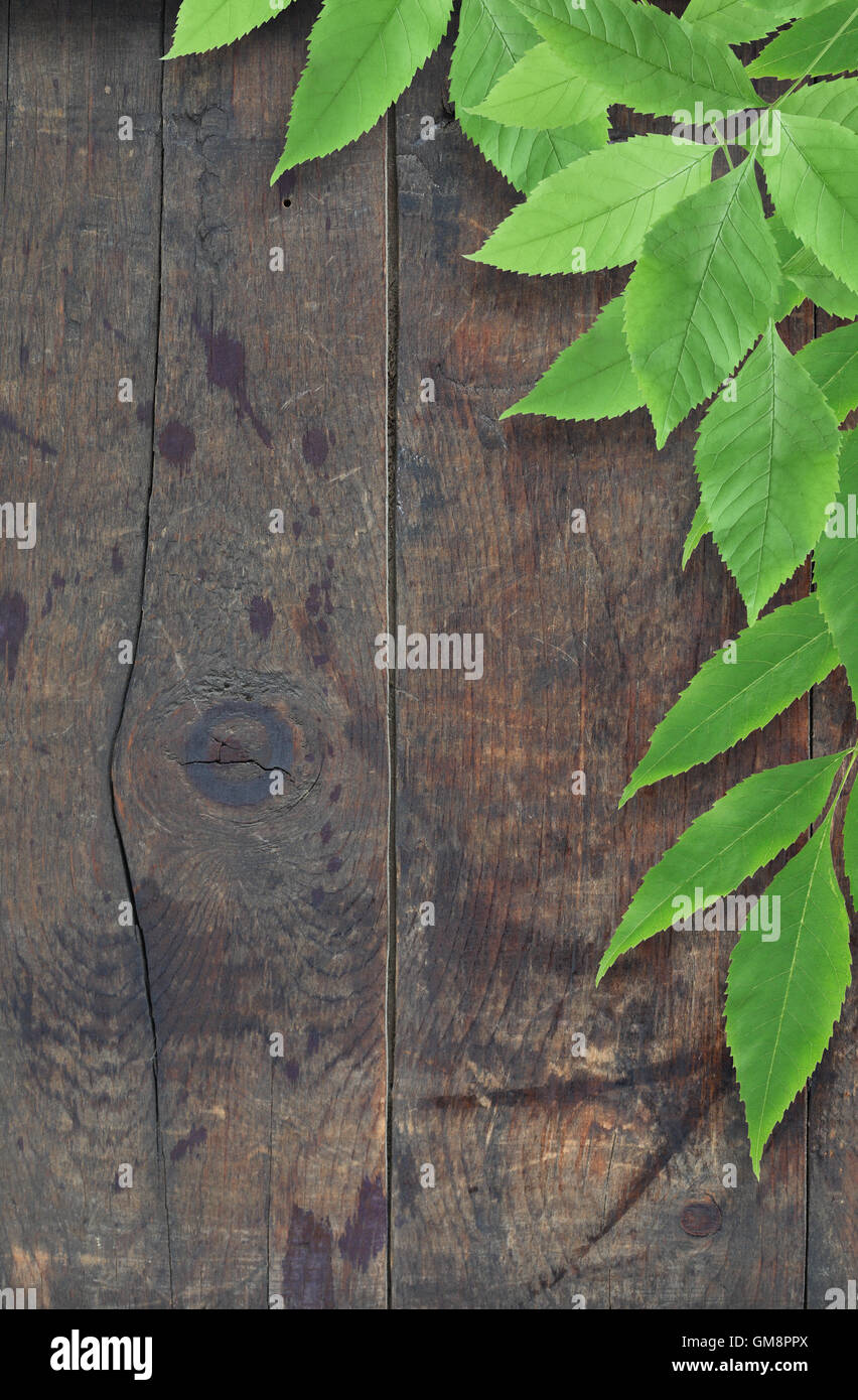 Wood green leaves hi-res stock photography and images - Alamy