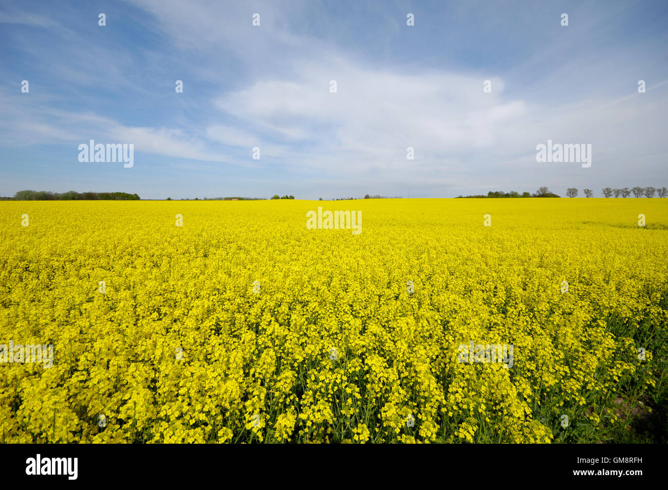 Landscape with rape field Stock Photo - Alamy