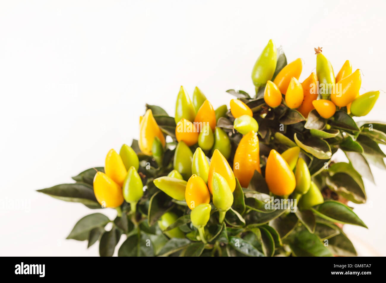 small yellow peppers Stock Photo Alamy