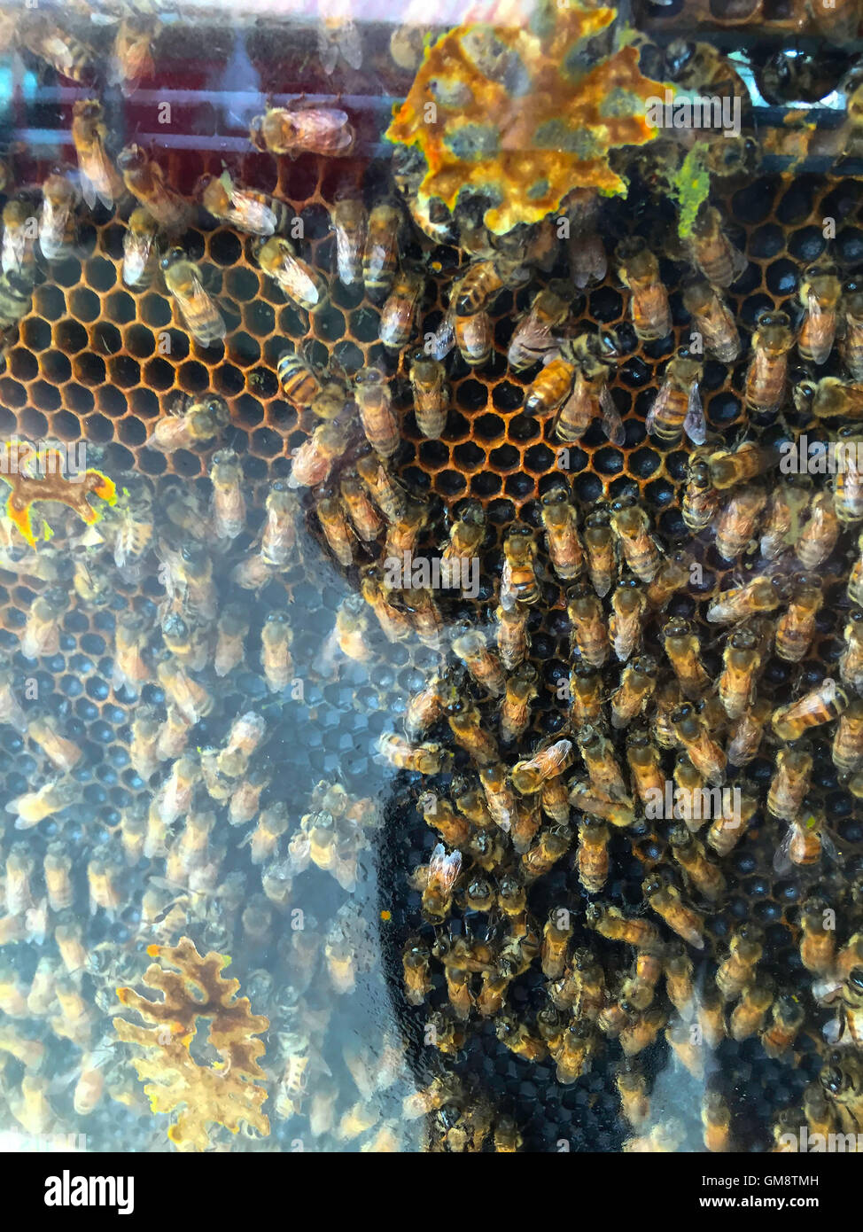 Bees making honey hires stock photography and images Alamy