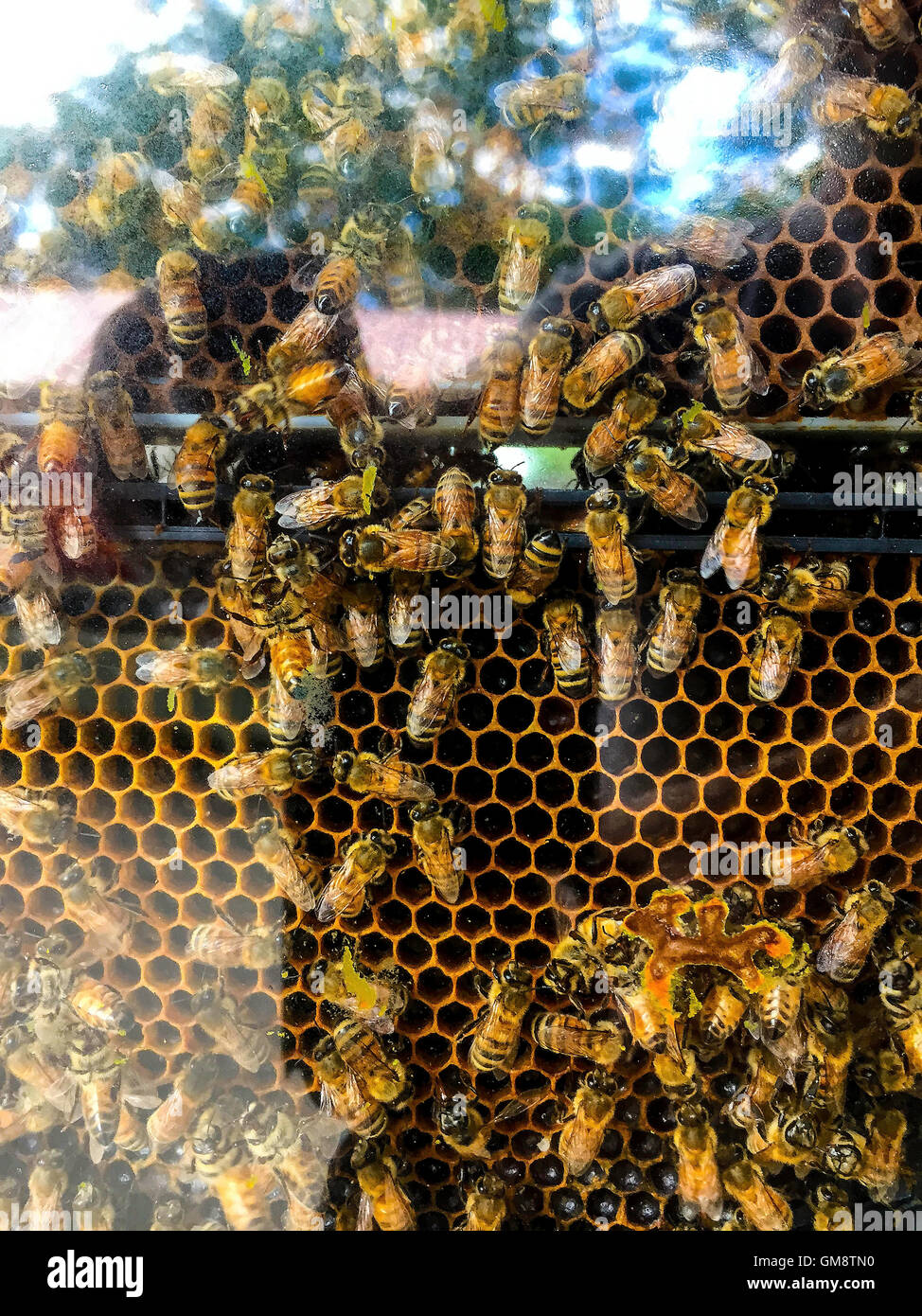 Bees making honey hi-res stock photography and images - Alamy