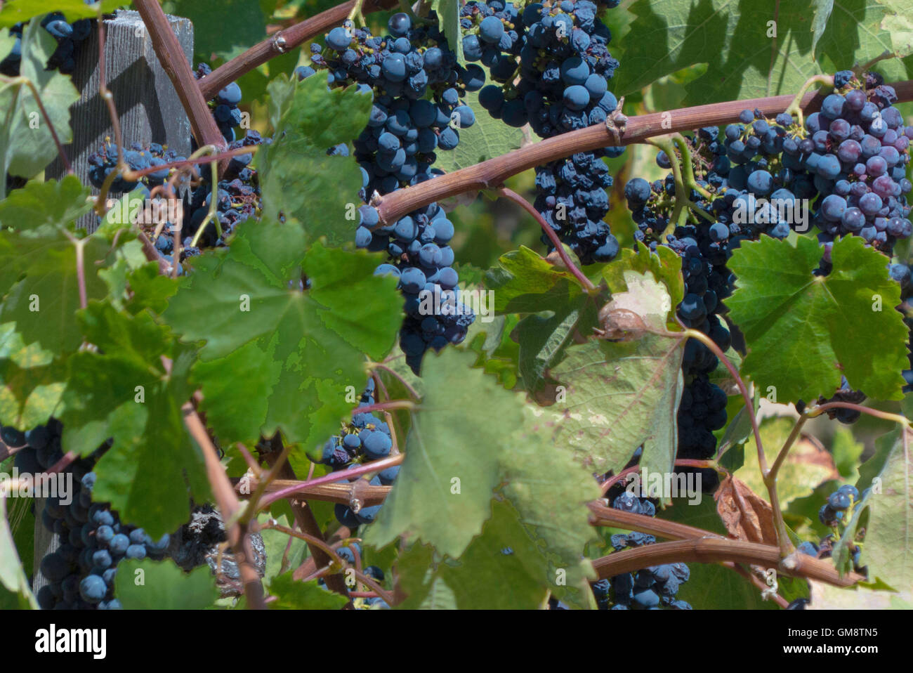 grapes on vine in Napa,California Stock Photo