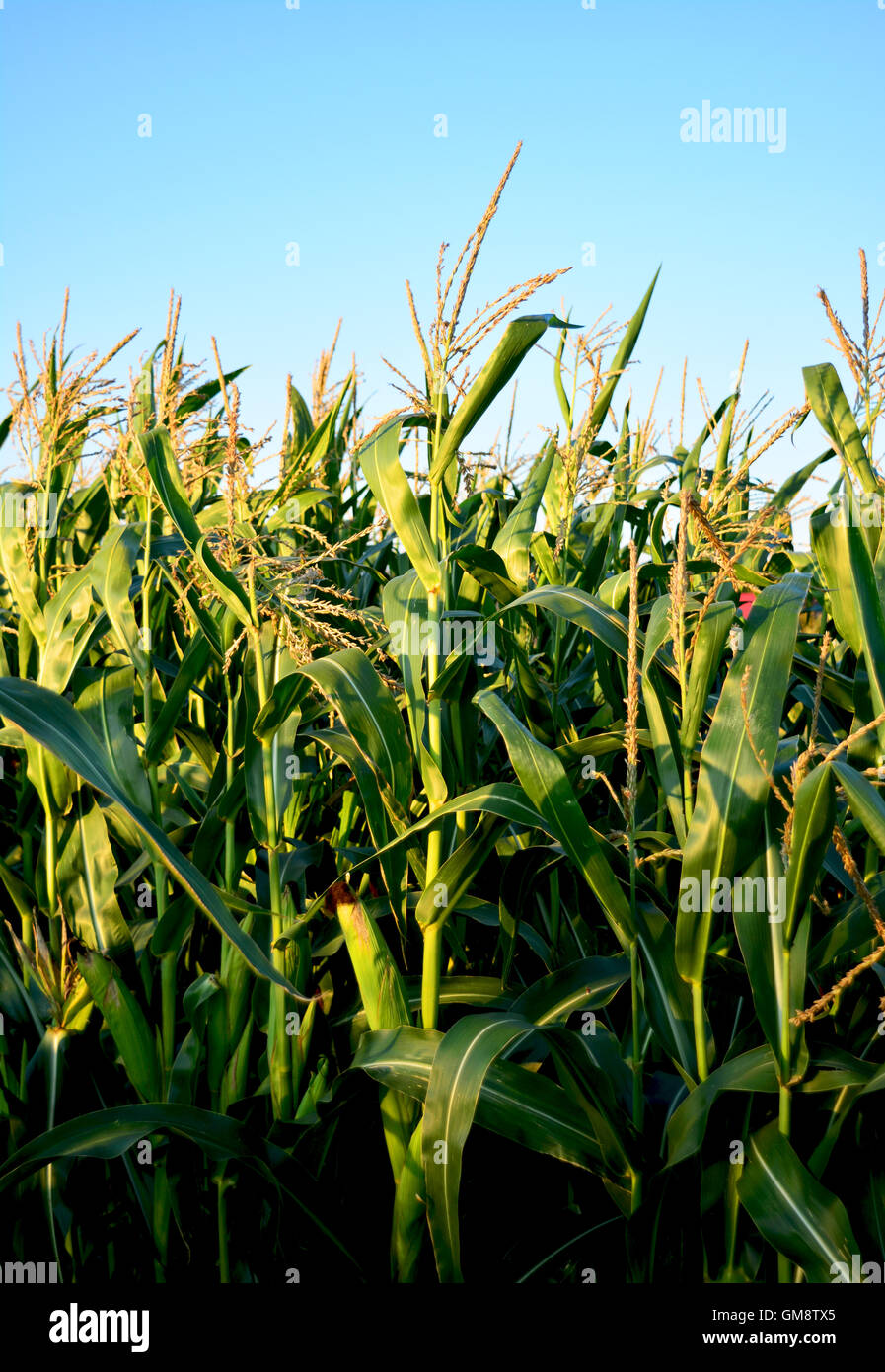 Field of corns in summertime.Outodoor Stock Photo Alamy