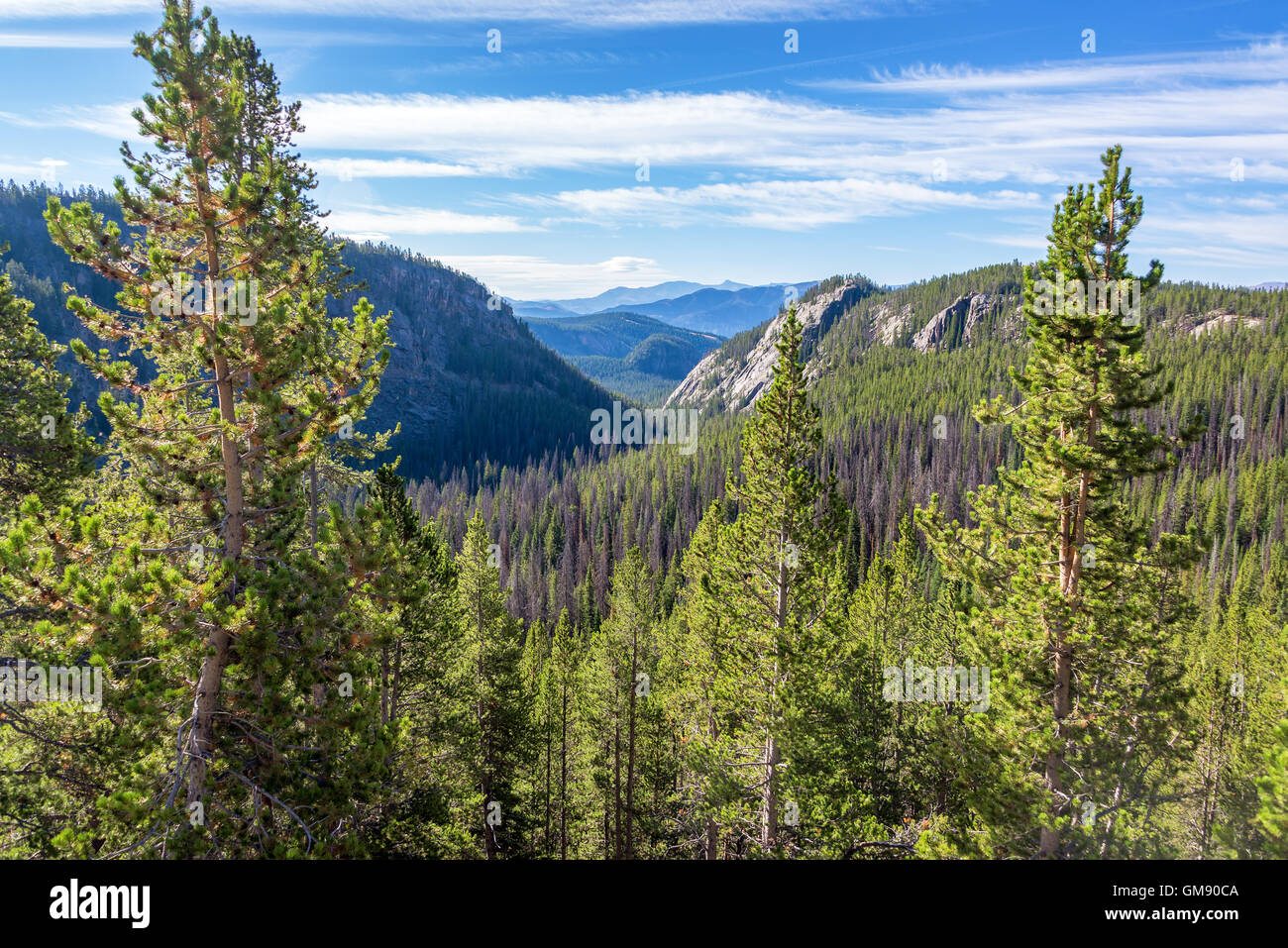 Landscape of a dense rugged forest in Shoshone National Forest in Wyoming Stock Photo