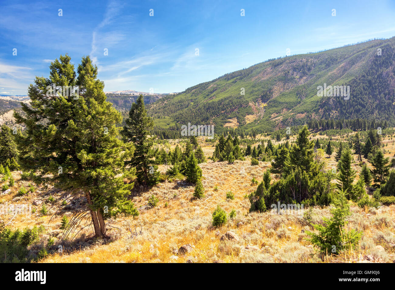 Landscape of hills and forests in Yellowstone National Park Stock Photo